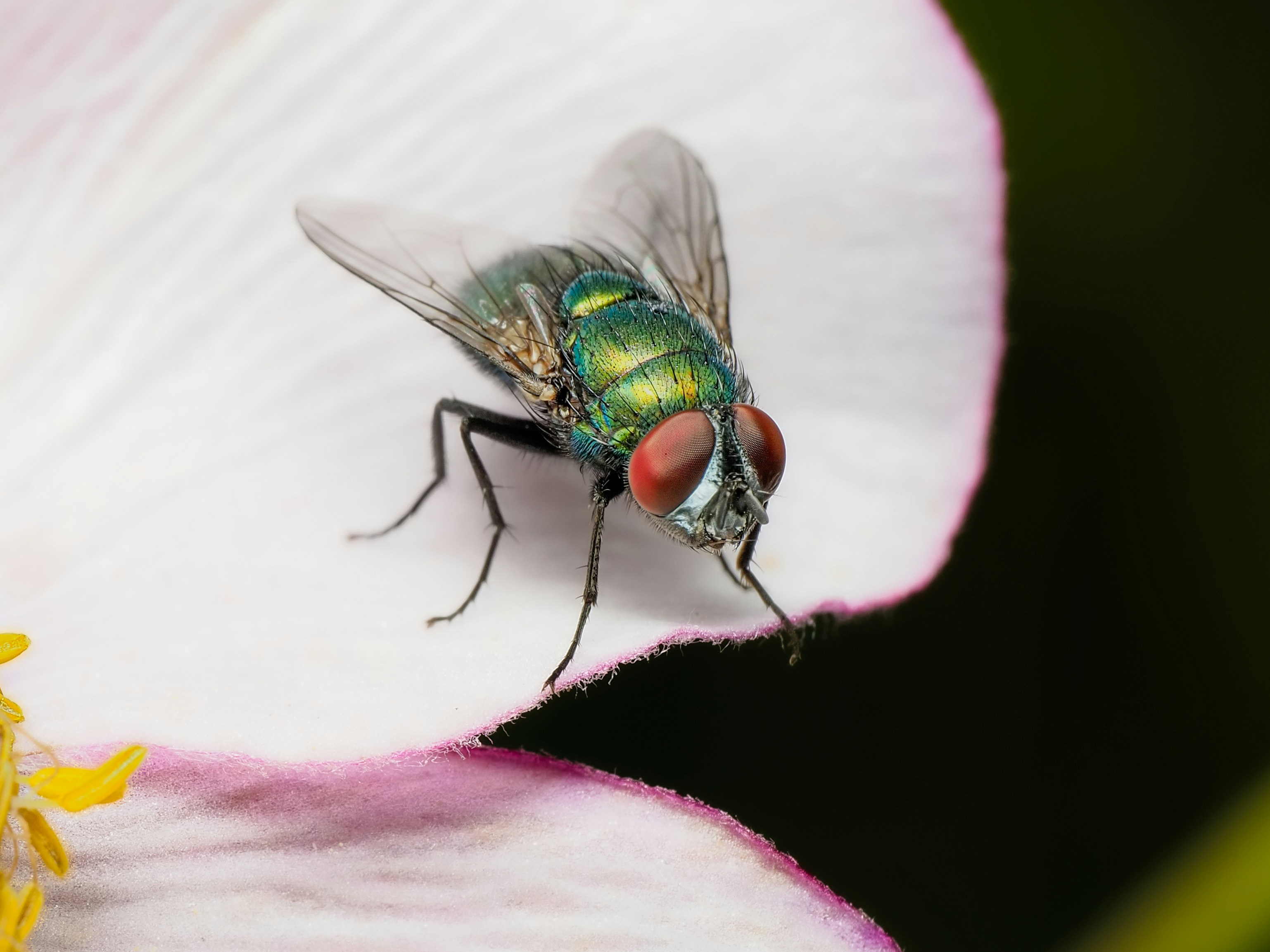 Une mouche en bouteille vert métallique sur un pétale de fleur blanche aux bords roses