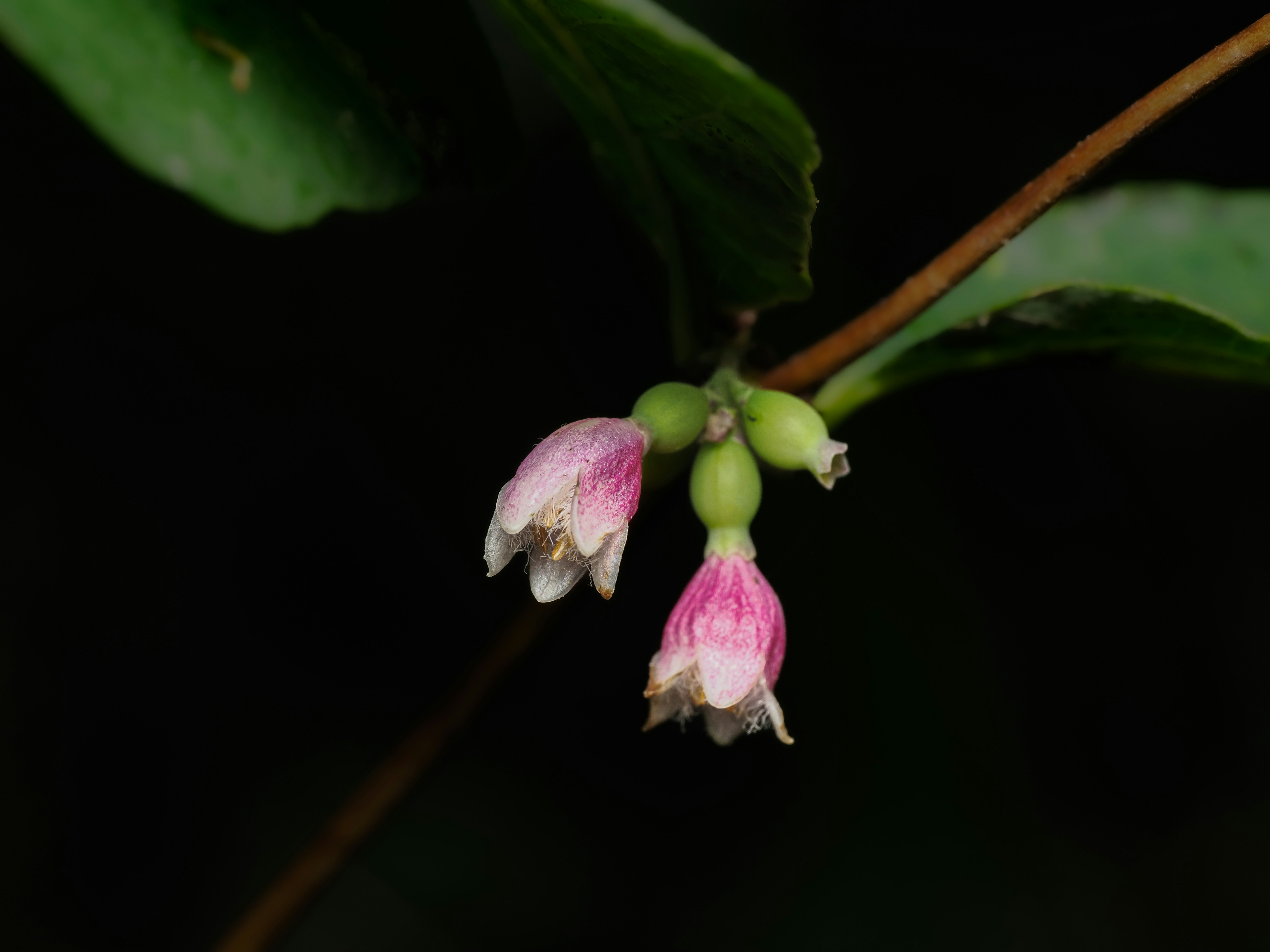 Deux petites fleurs en forme de cloche, roses et blanches, suspendues à une fine tige