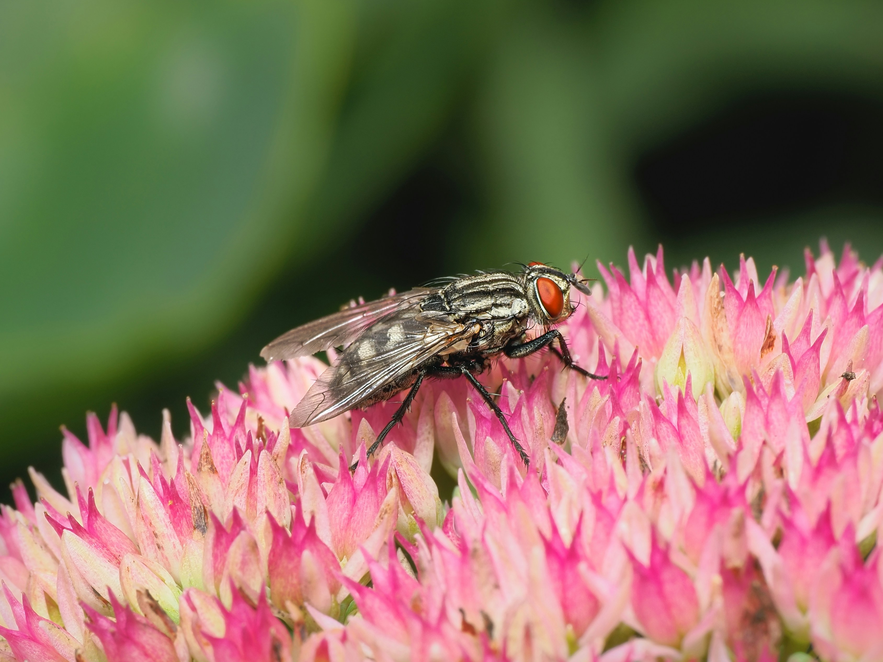 Une mouche domestique aux yeux rouges sur un bouquet de fleurs de sedum roses