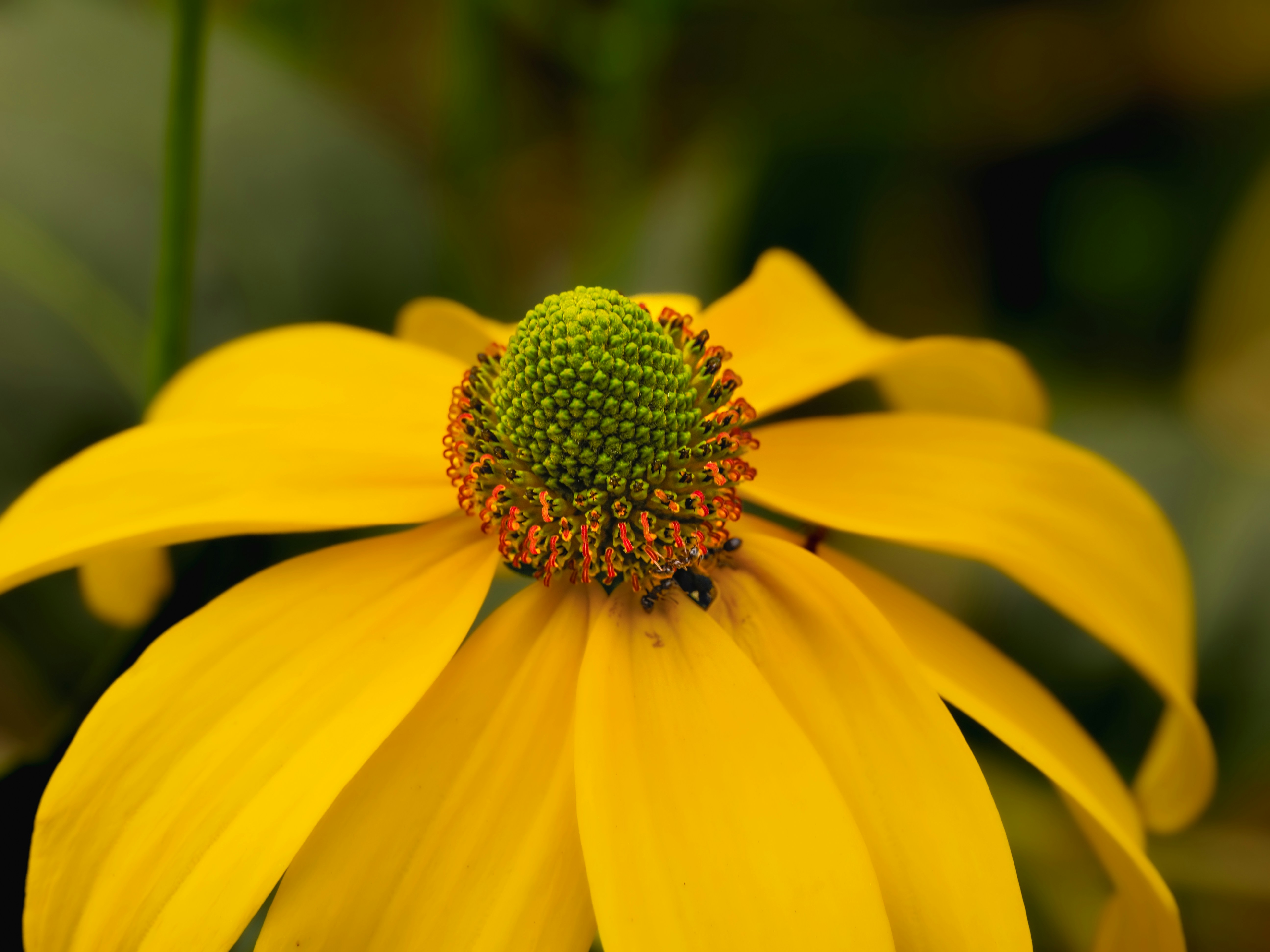 Une échinacée jaune avec un centre vert texturé et de petits insectes