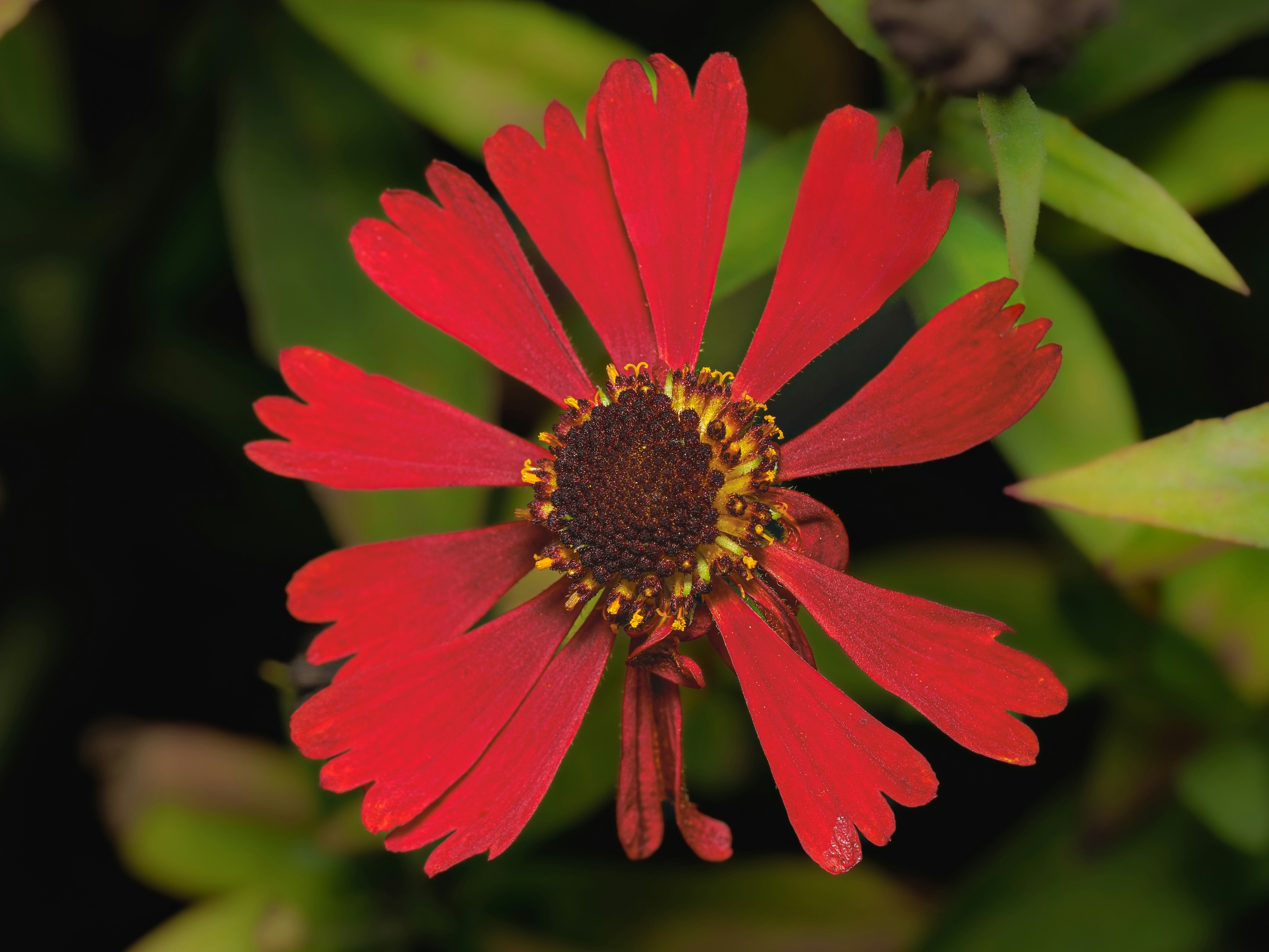 Une fleur de zinnia rouge éclatante au centre foncé sur un feuillage vert flou