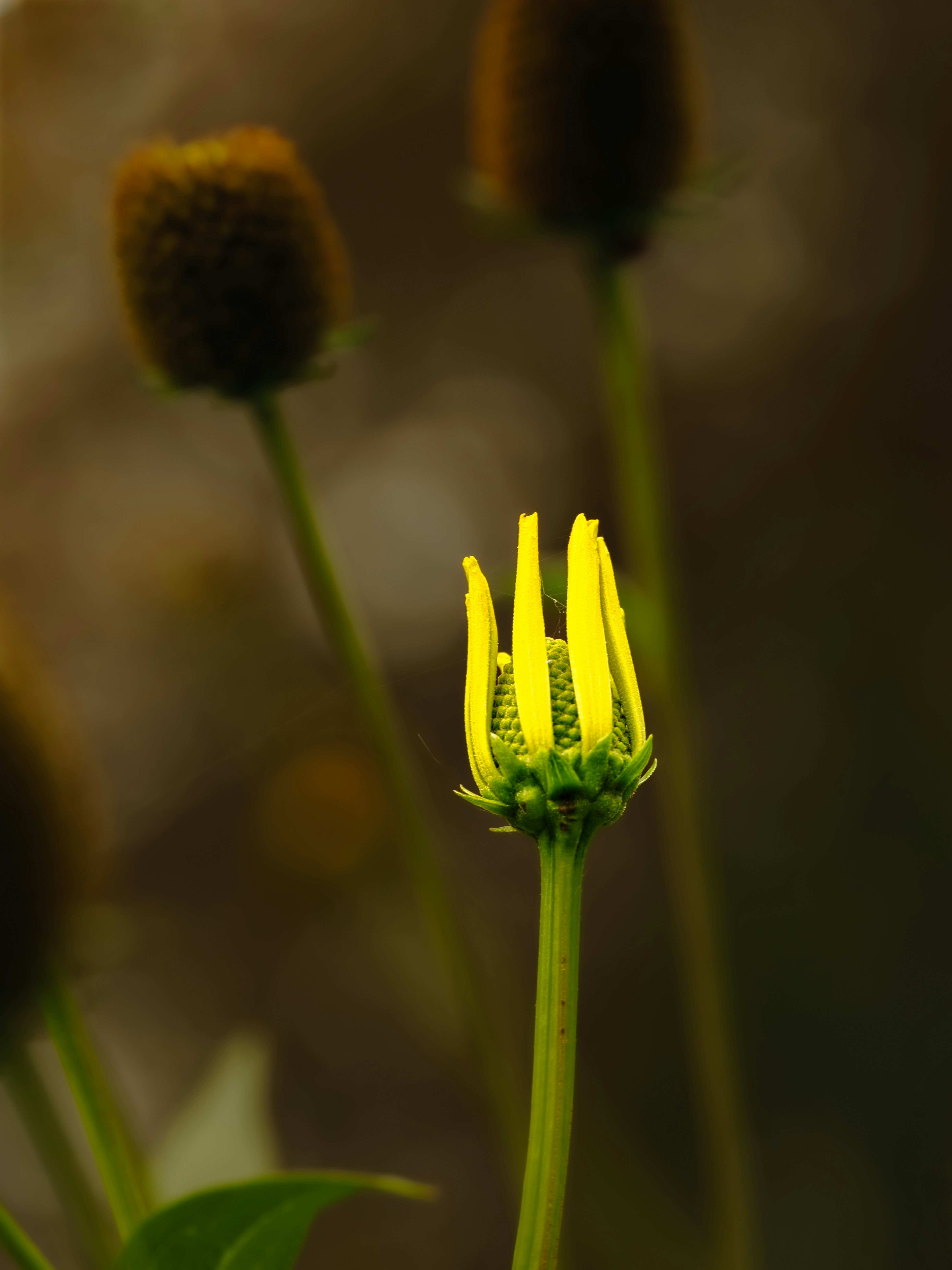 Un bourgeon jaune de fleur d’échinace avec des pétales dressés sur un fond flou sombre