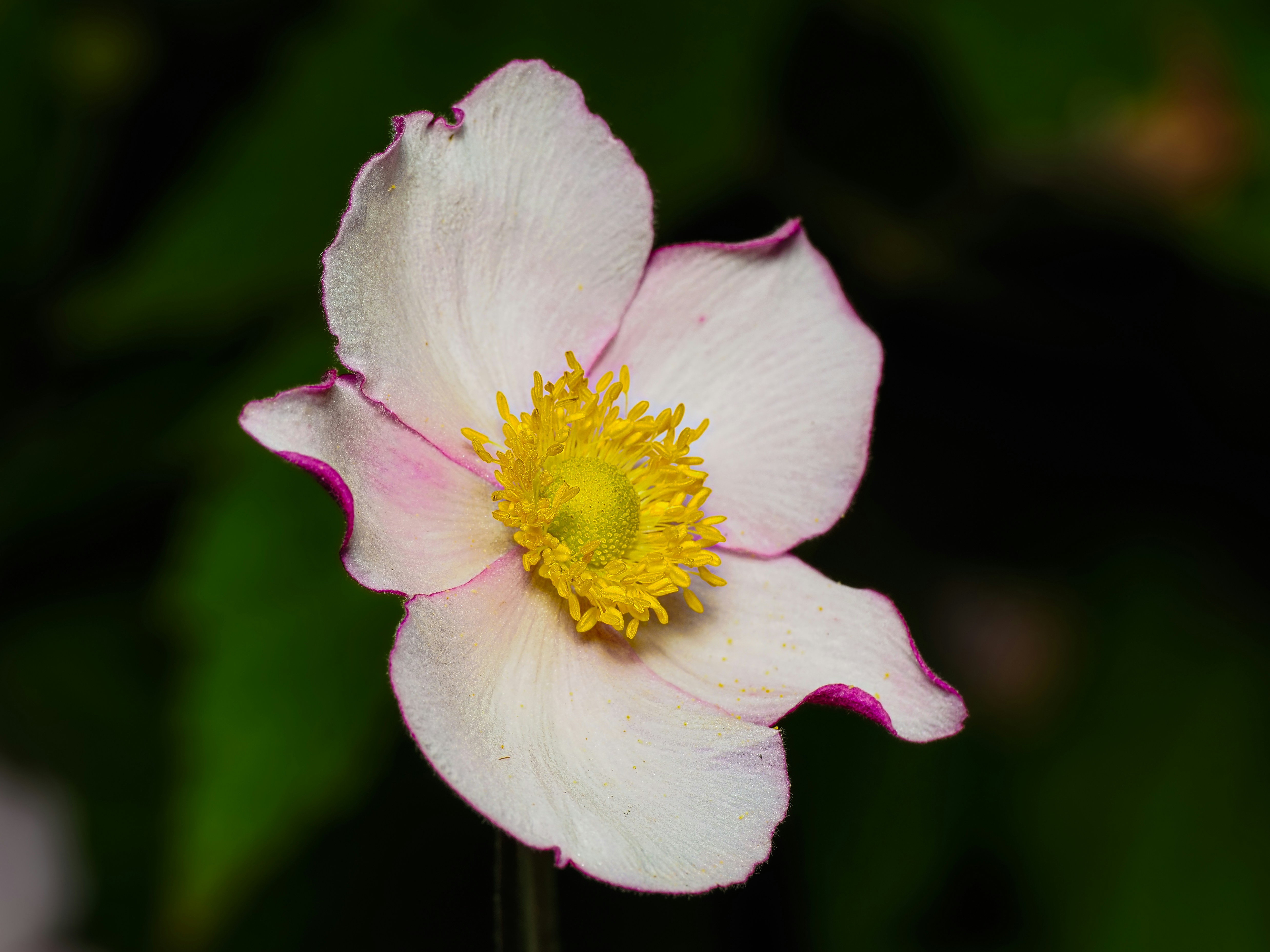 Une seule fleur d’anémone japonaise blanche avec des pétales bordés de rose et un centre jaune