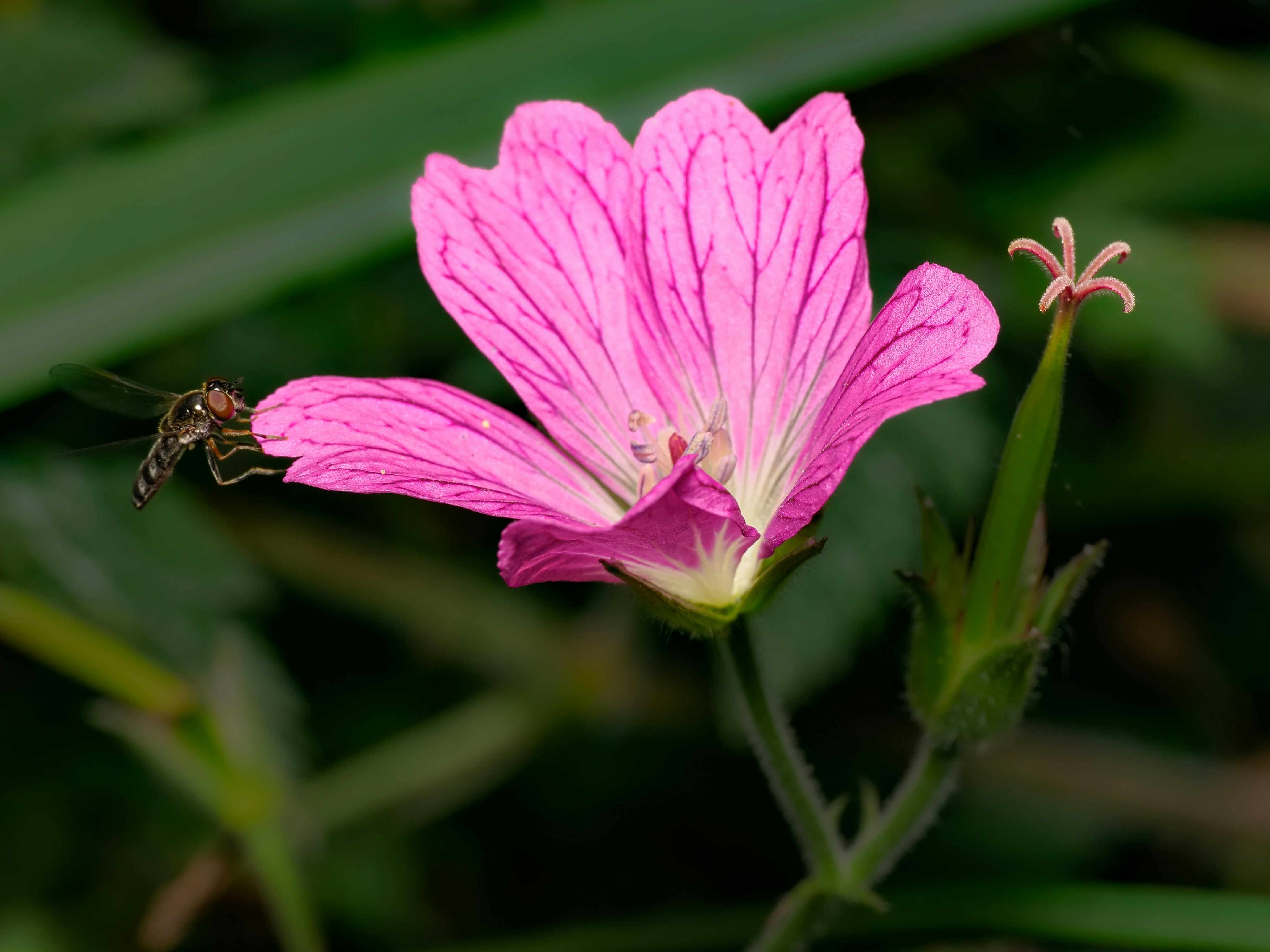 Une petite syrphère se posant sur une fleur de géranium rose éclatant dans un jardin