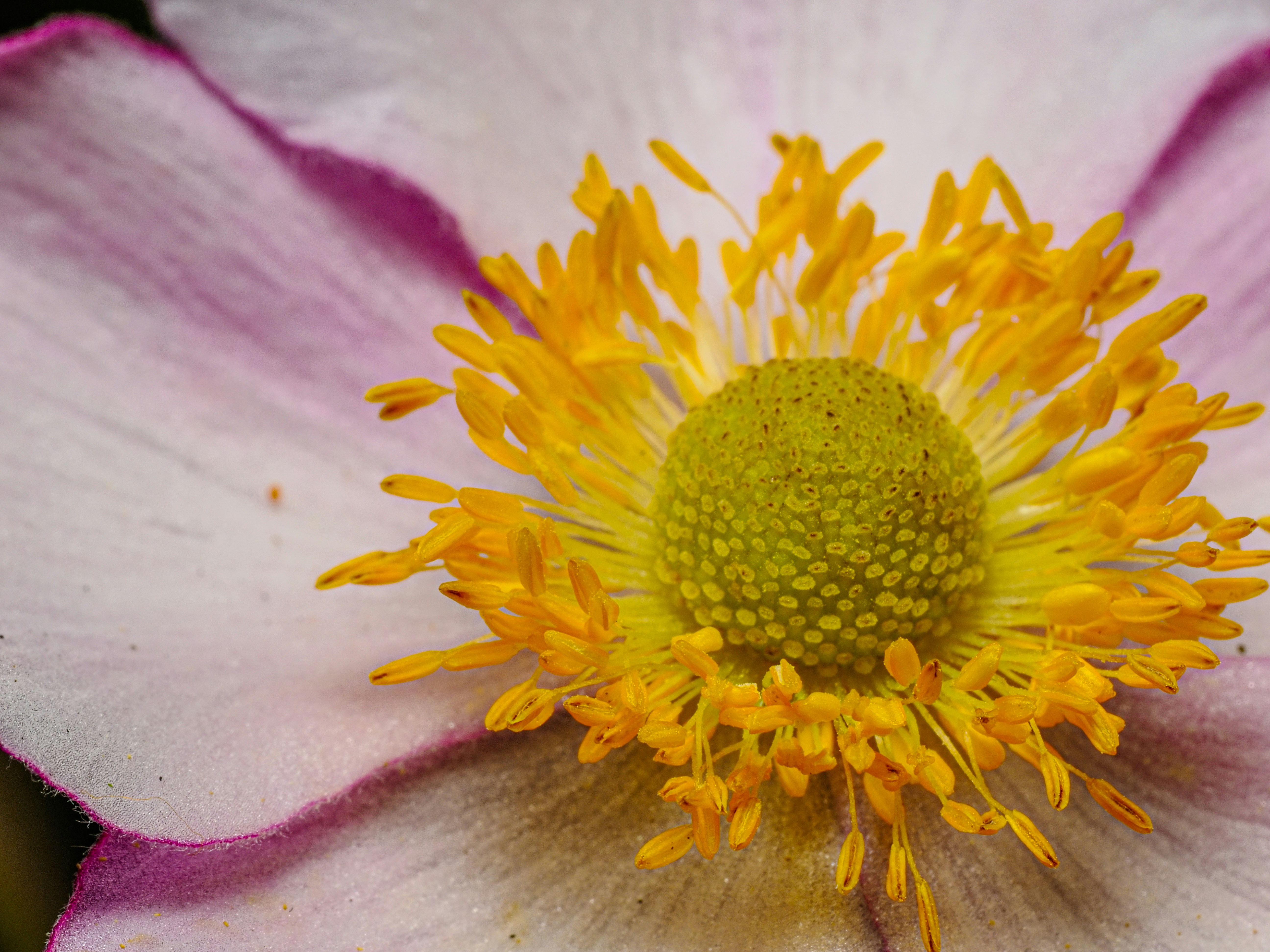 Vue macro d’une fleur rose pâle au centre jaune vif