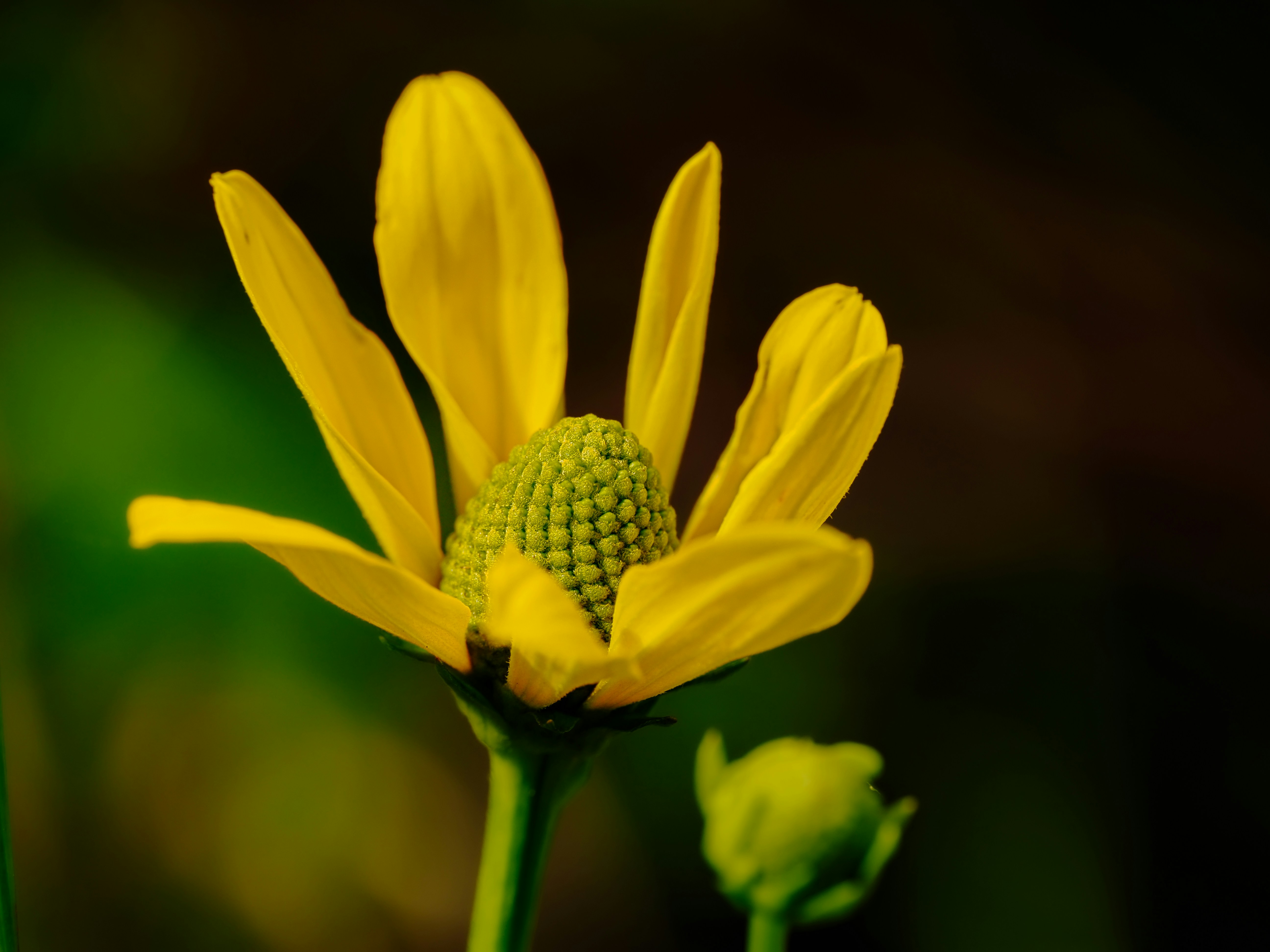 Une fleur jaune au centre vert texturé sur un fond flou et sombre