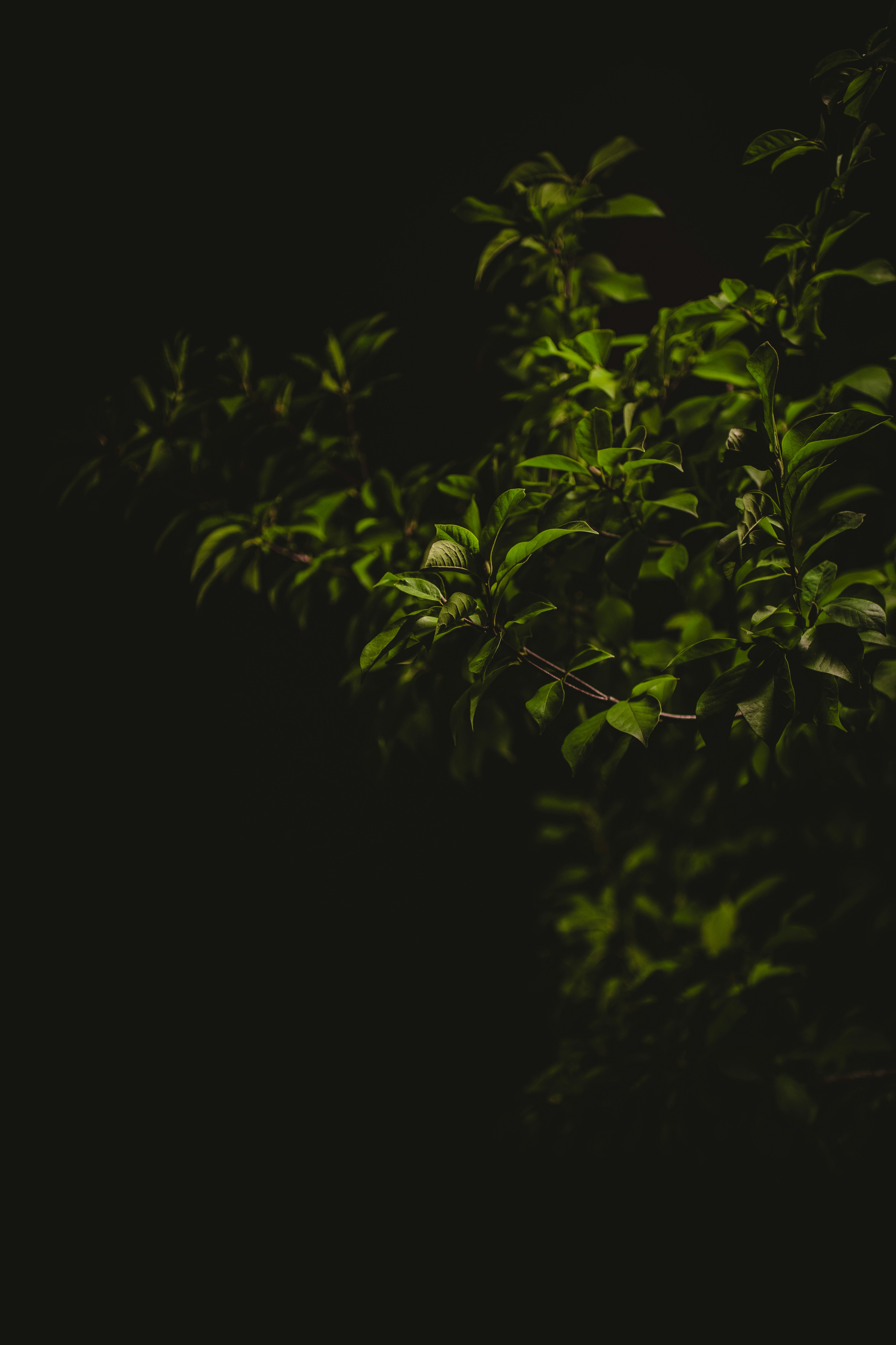 Green leaves on branches illuminated against a solid black background