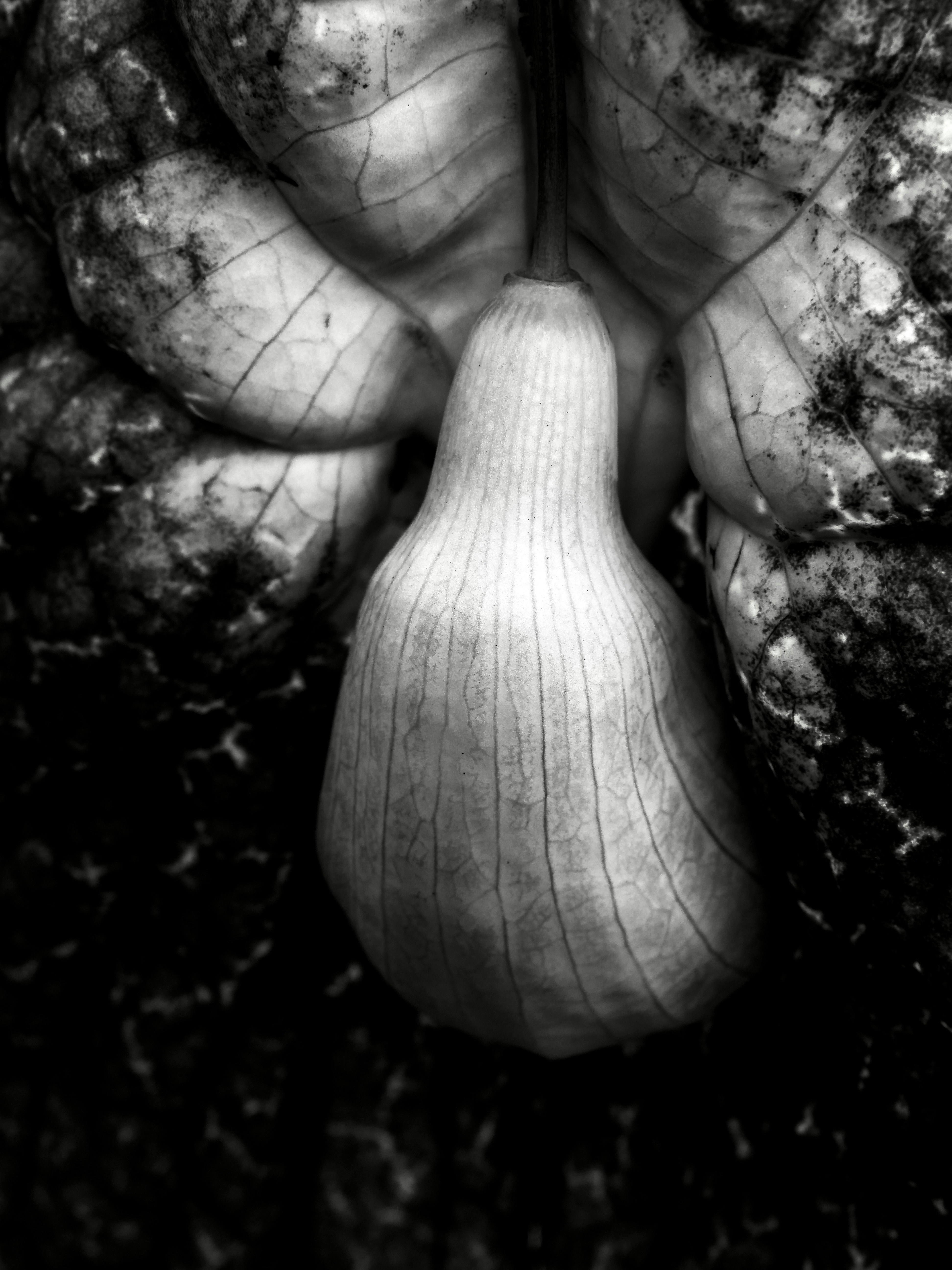 A black and white close-up of a single butternut squash with textured skin
