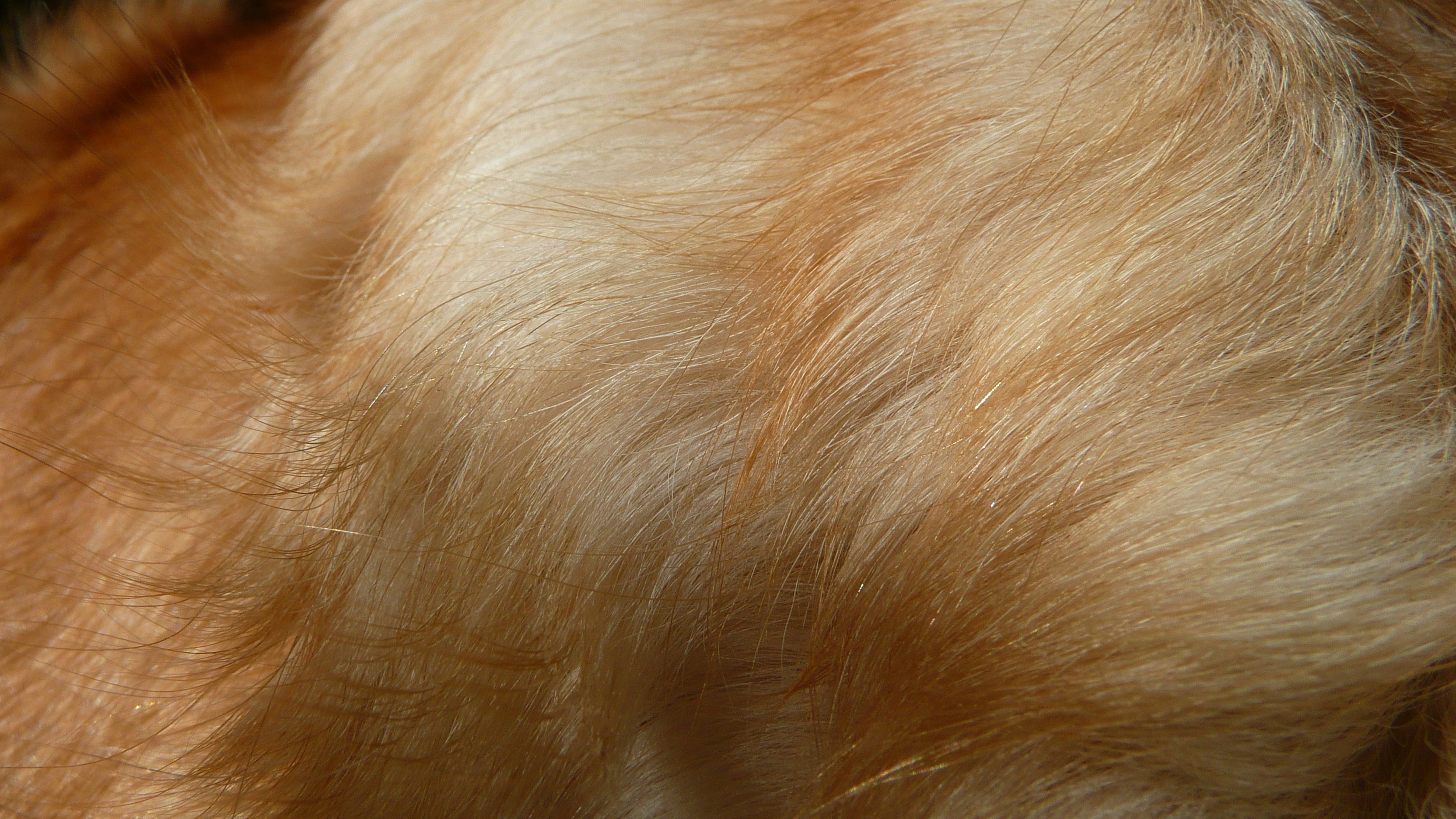 Soft golden fur texture - Free Photo on Unsplash