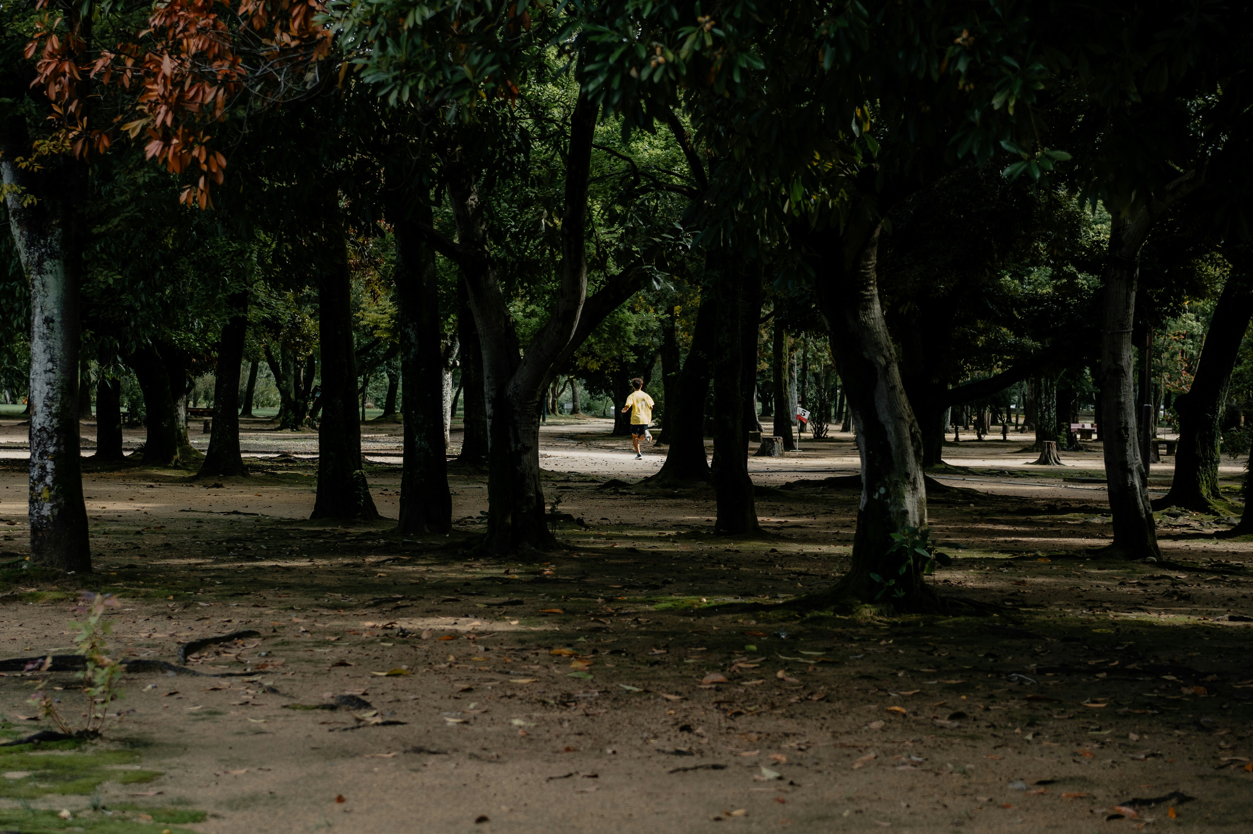 Eine Person im gelben Hemd, die durch einen Park mit vielen Bäumen rennt