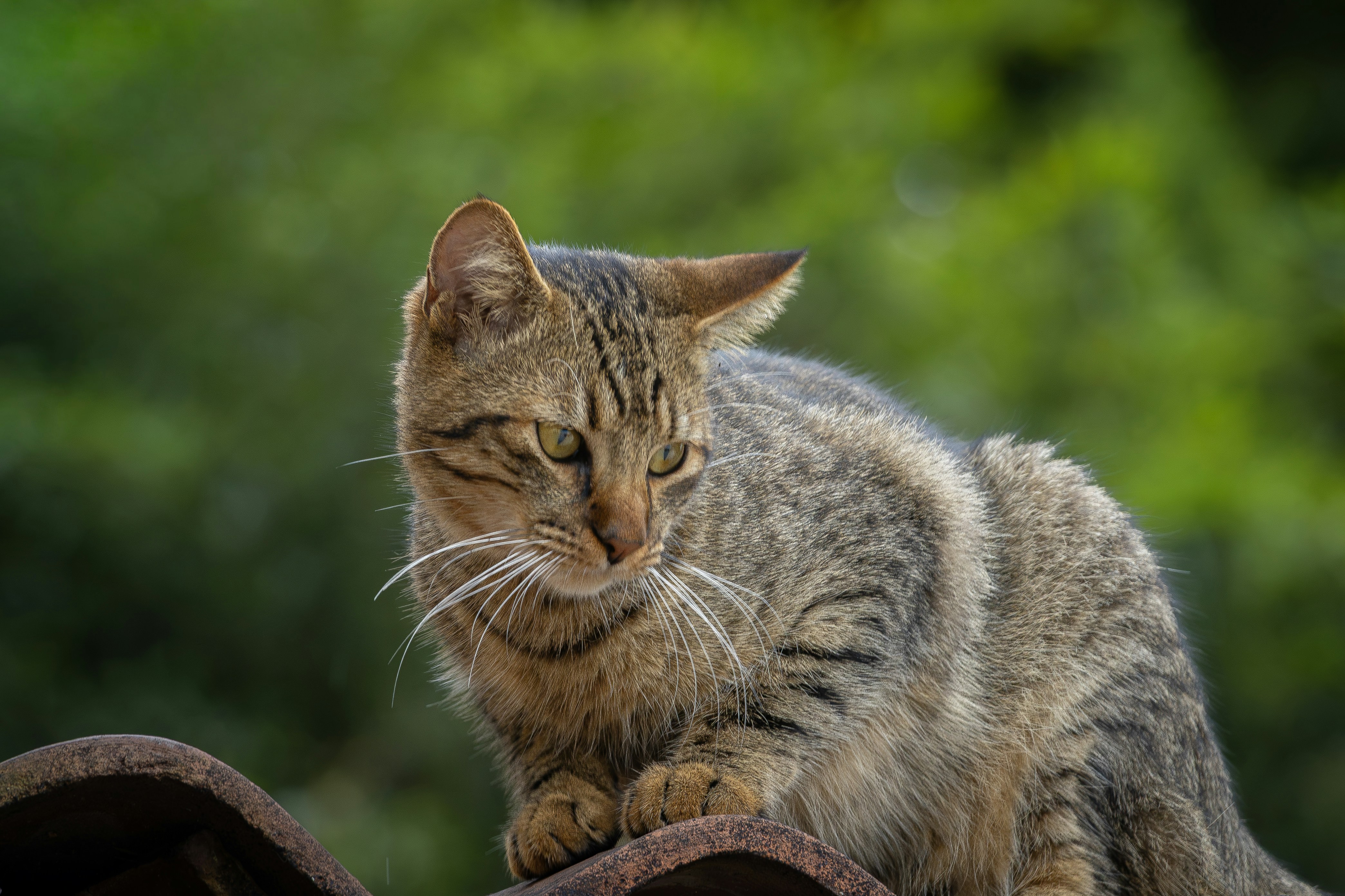 Um gato malhado marrom com longos bigodes brancos em um telhado de telha