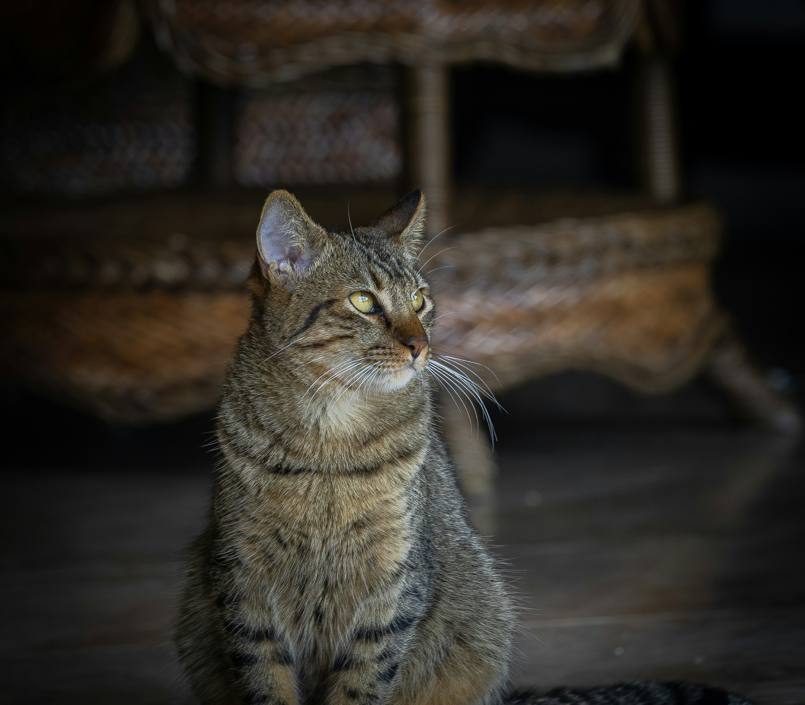 Um gato malhado marrom com olhos amarelos olhando para longe em um quarto pouco iluminado