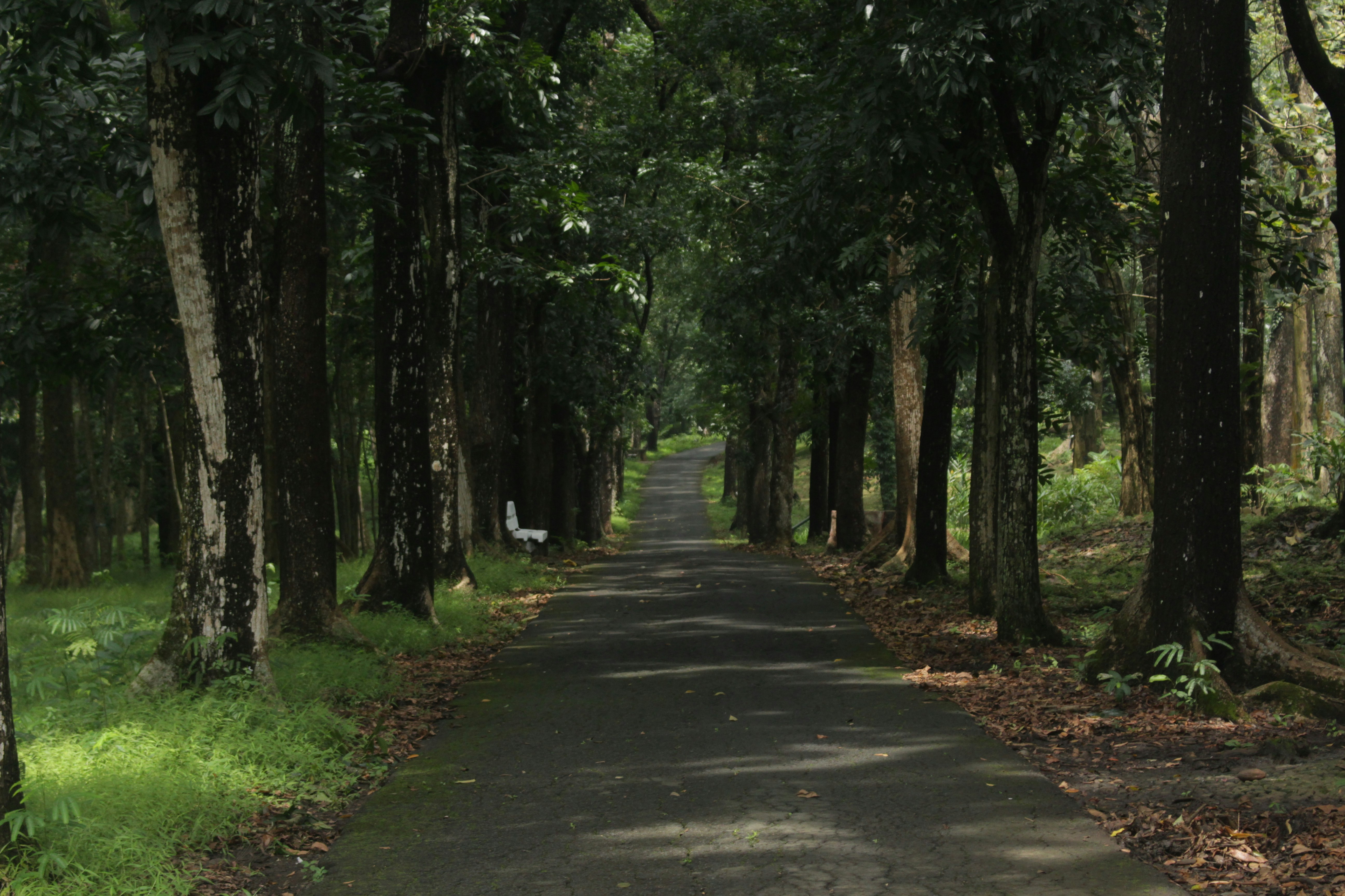 Paved path through dense forest - Free Photo on Unsplash