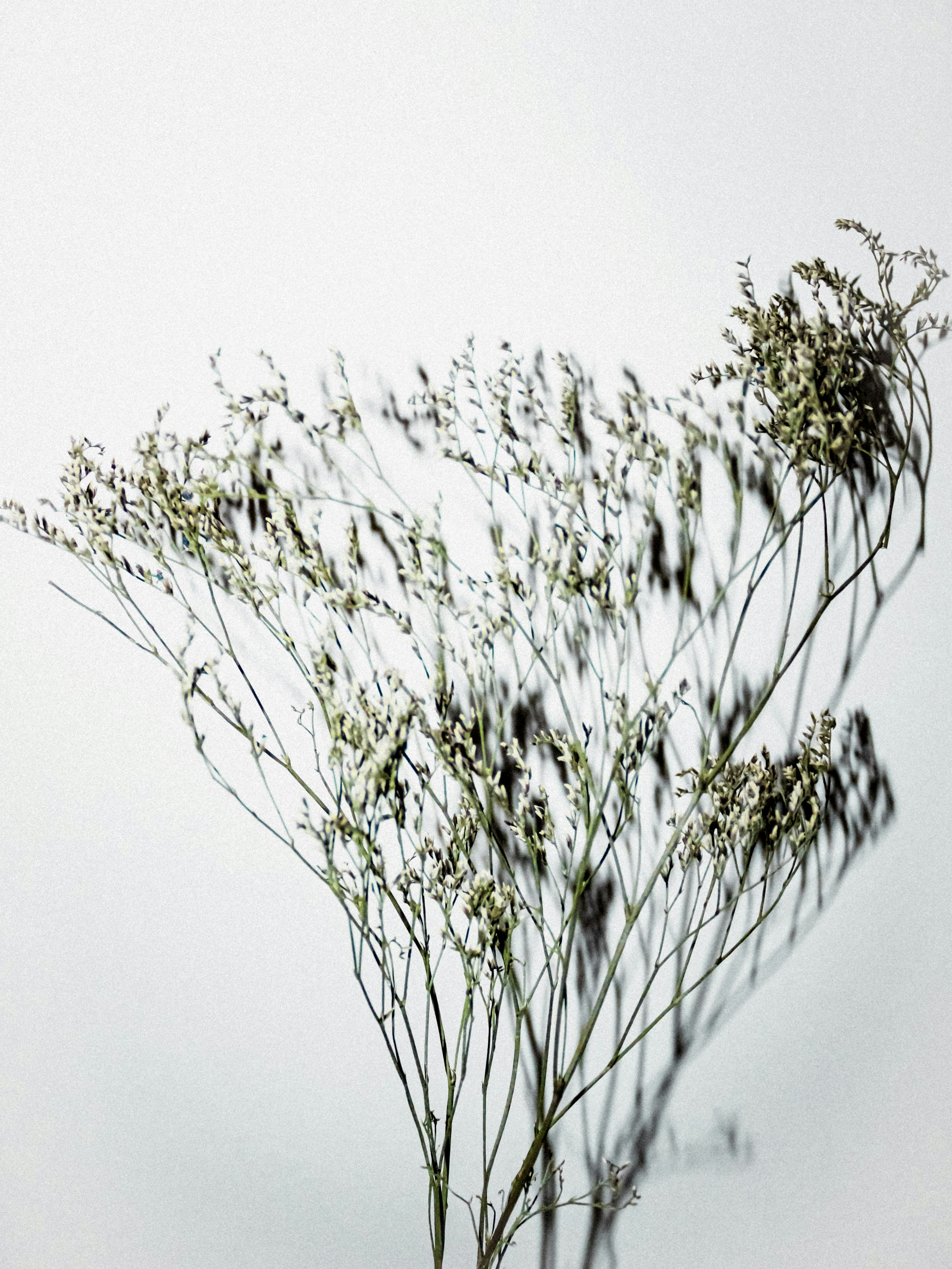 Flores de aliento de bebé secas proyectando sombras oscuras sobre una pared blanca y lisa