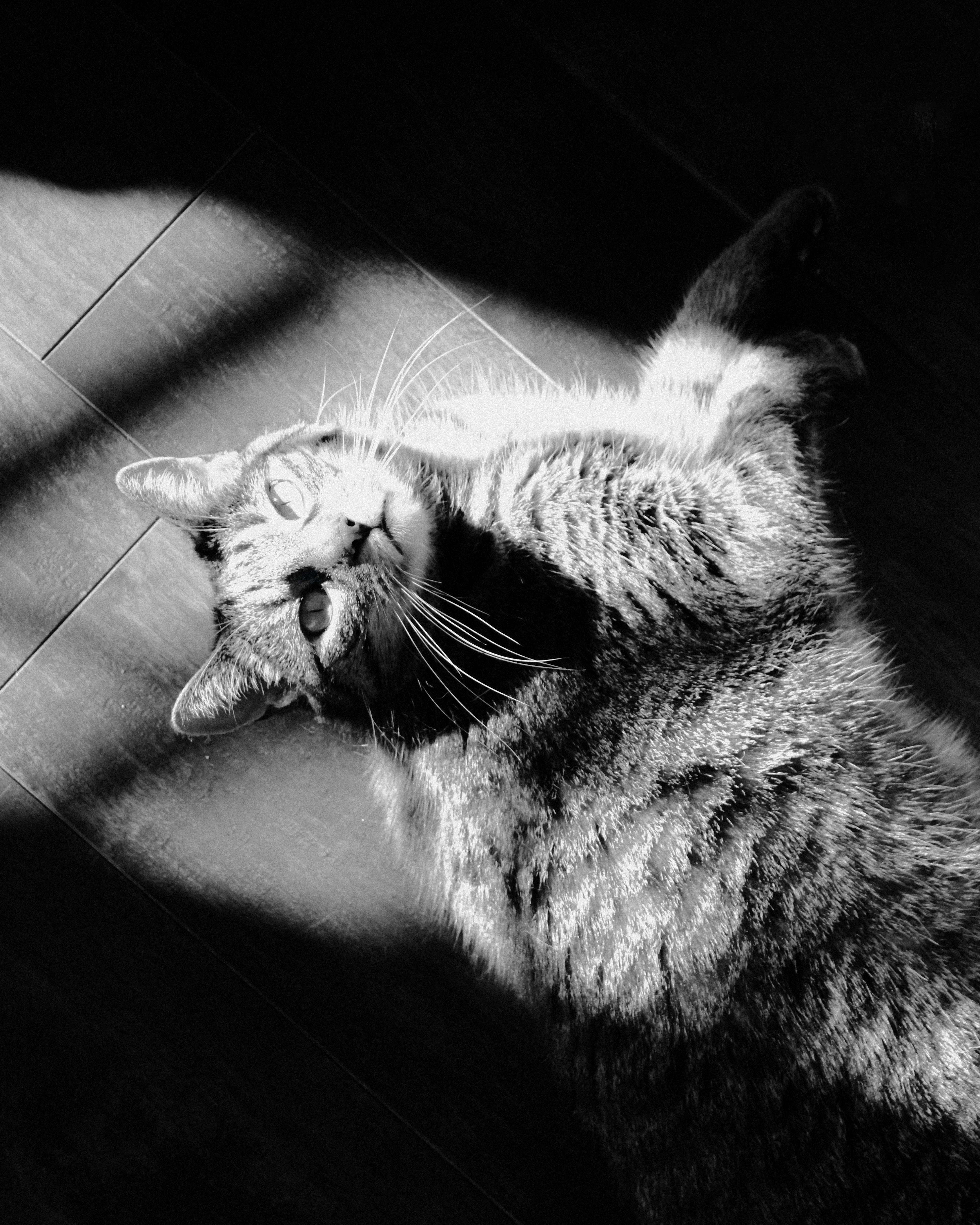 A tabby cat lying on a wooden floor in a patch of sunlight