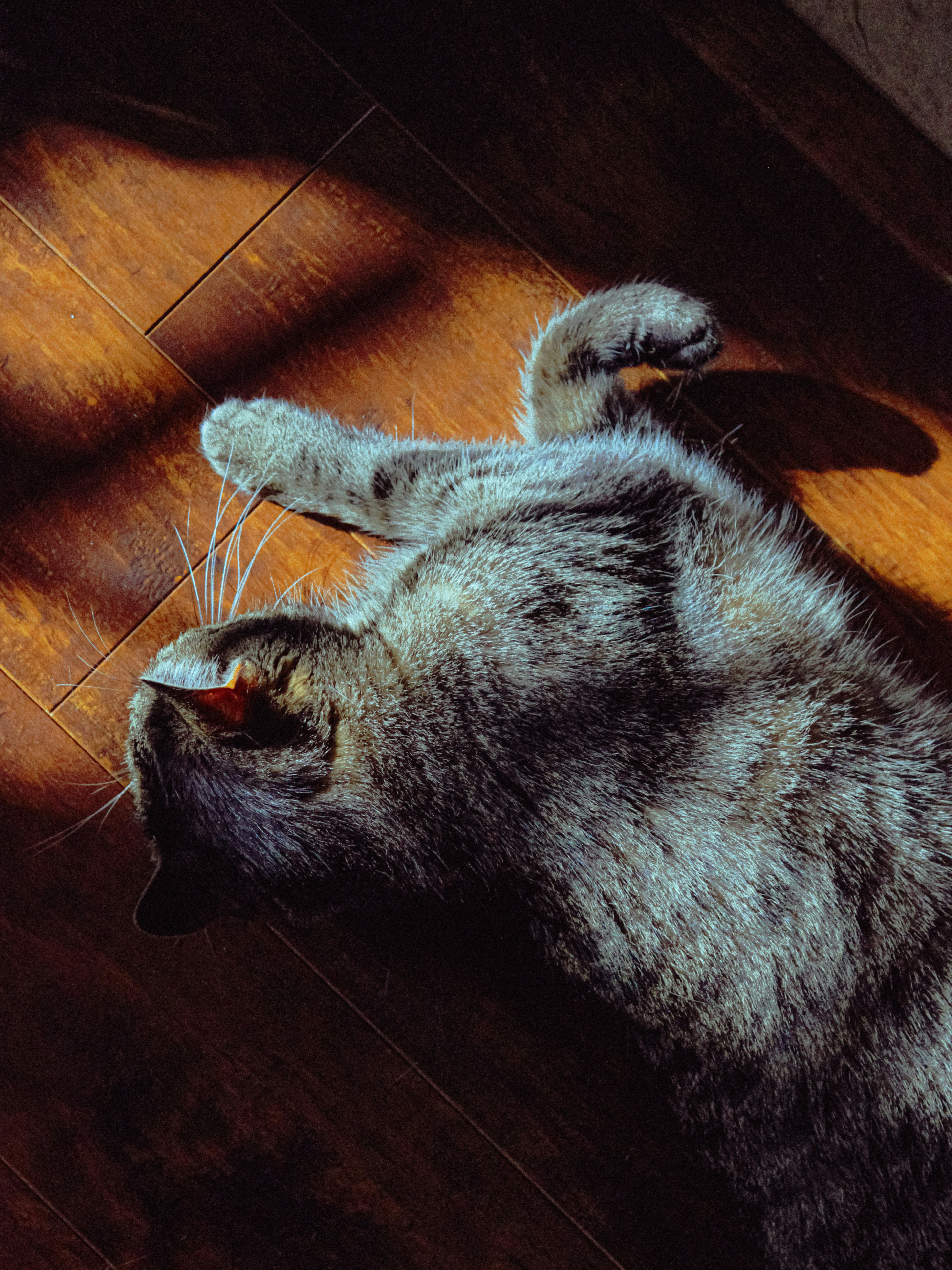 A tabby cat lying on a wooden floor in a patch of sunlight