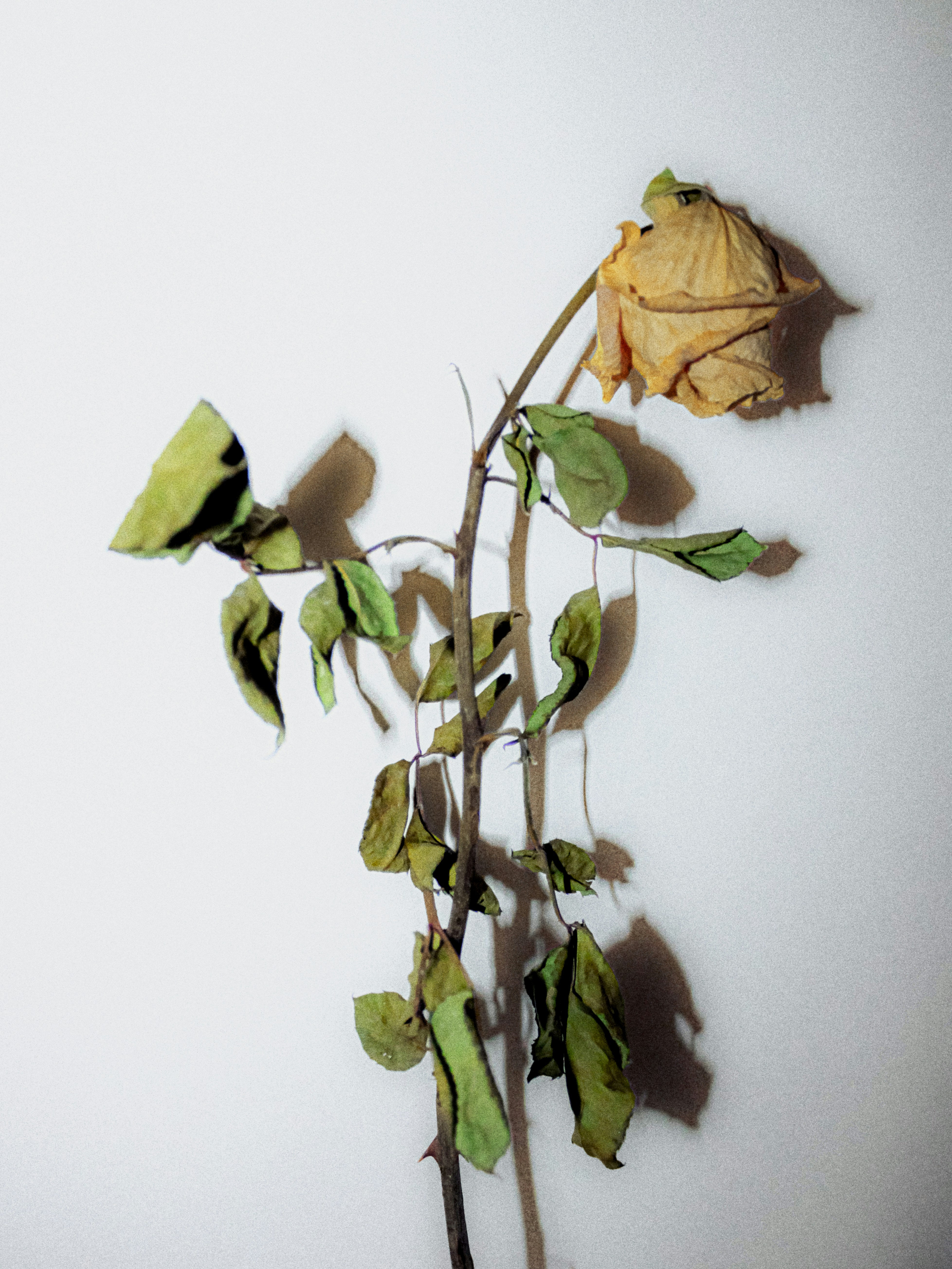 A dried yellow rose with wilted green leaves against a plain white background