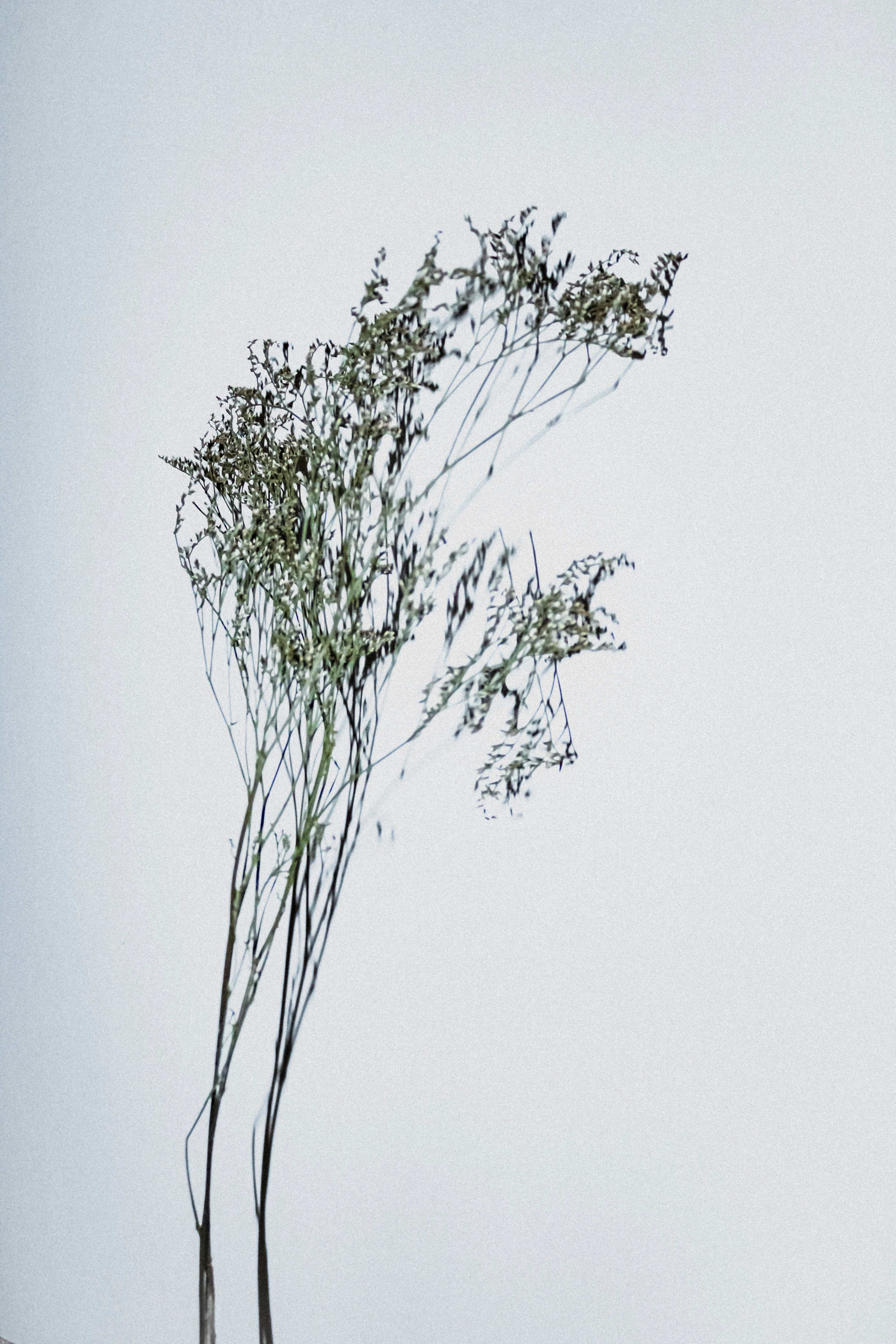 A delicate sprig of dried statice flowers against a plain white background