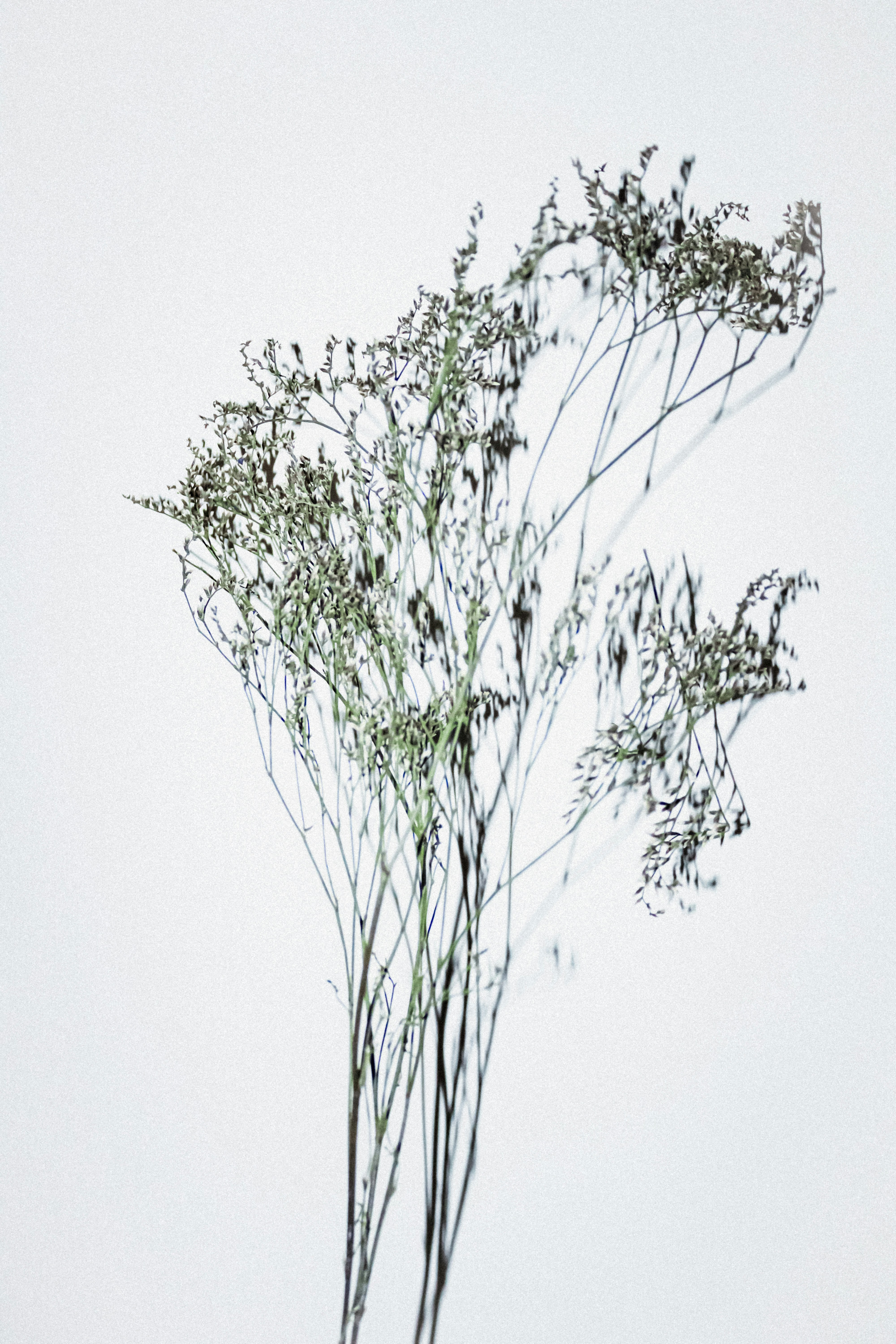 A sprig of dried statice flowers casting a delicate shadow on a white wall