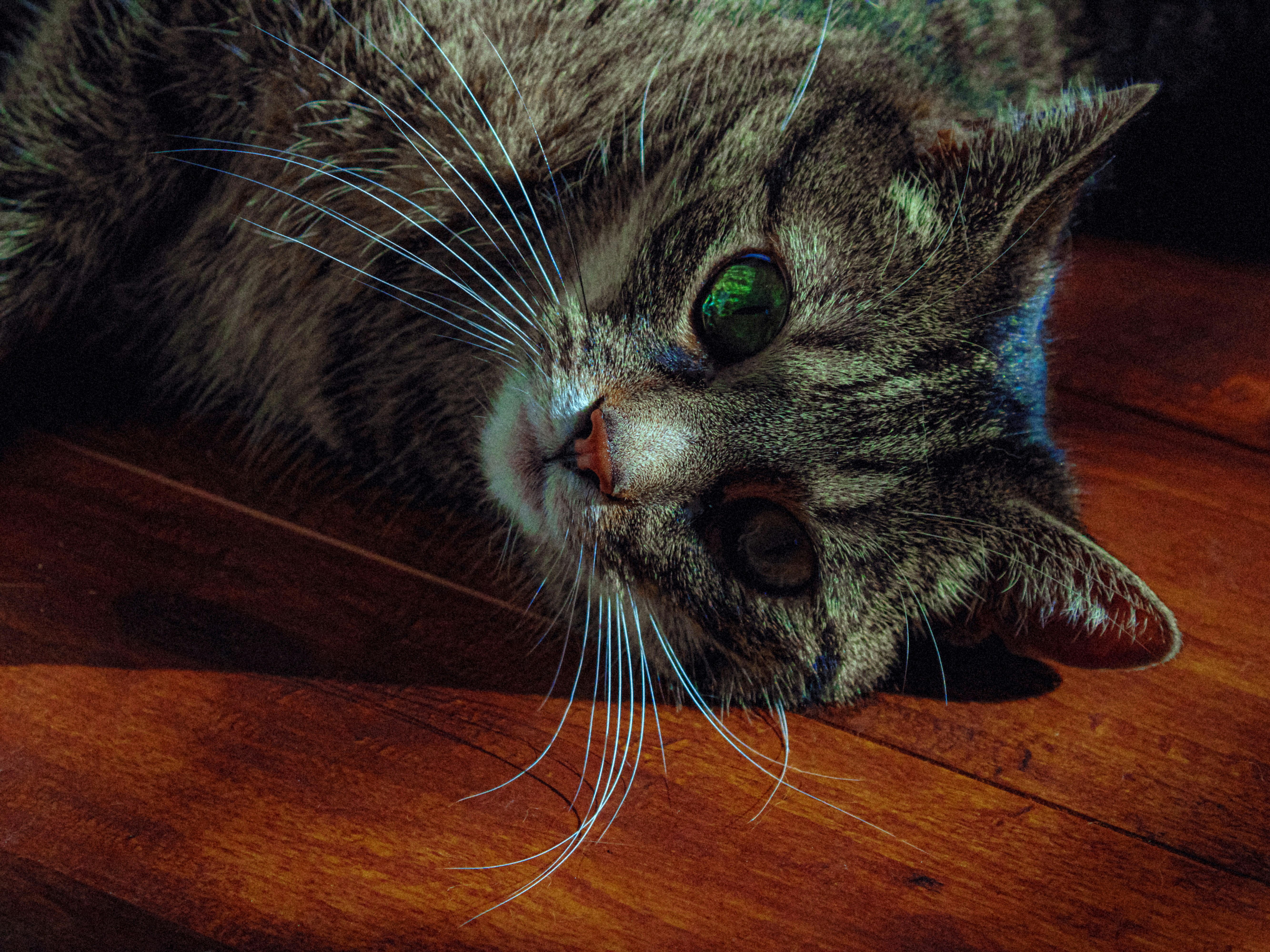 A tabby cat with green eyes resting on a polished wooden floor