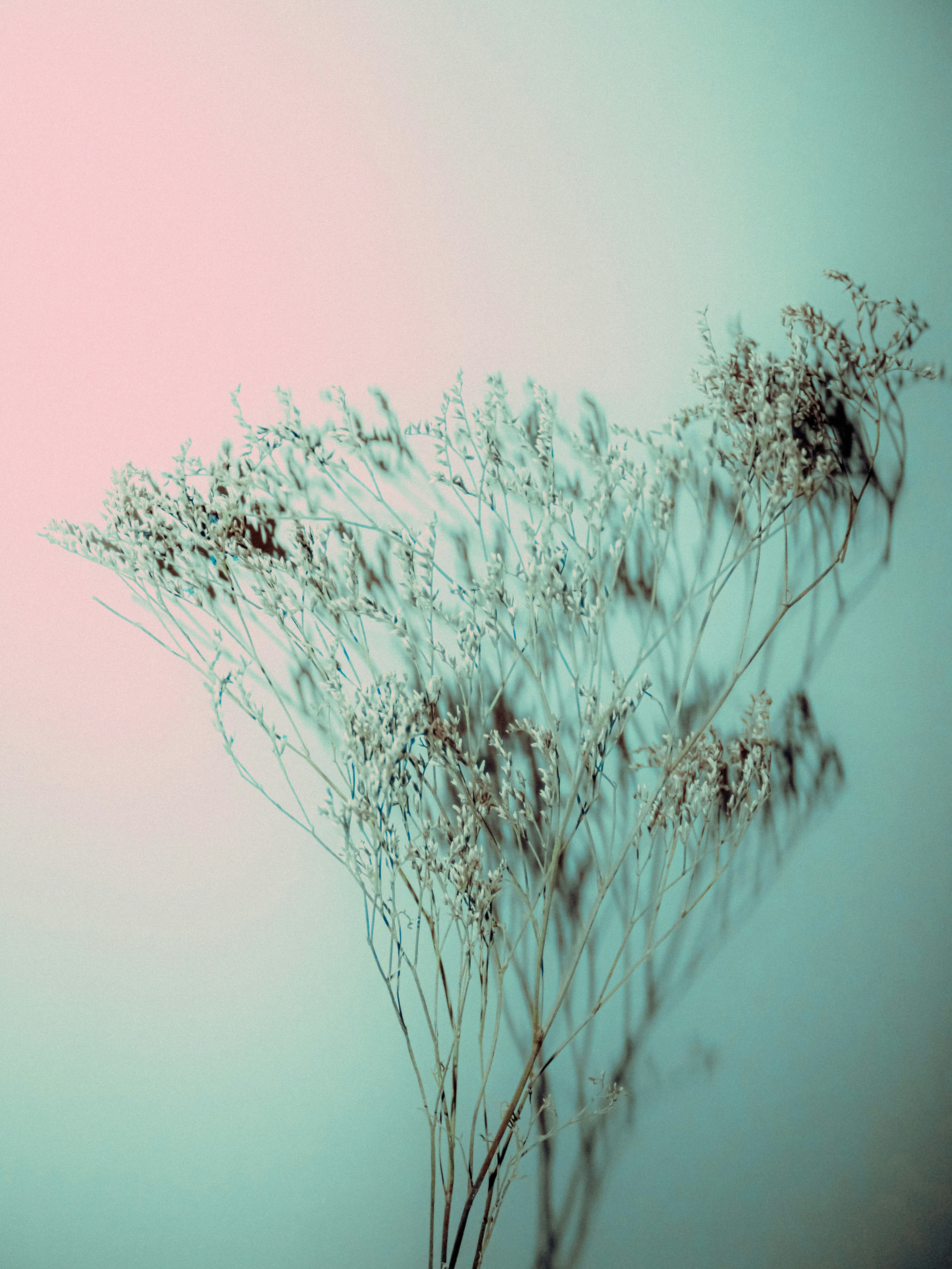 Dried white flowers casting shadows against a soft pink and teal gradient background