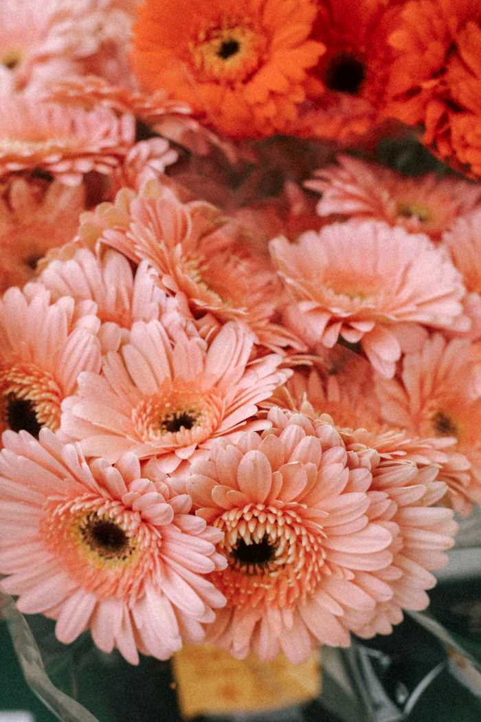 birthday flowers durban - coral gerbera bouquet