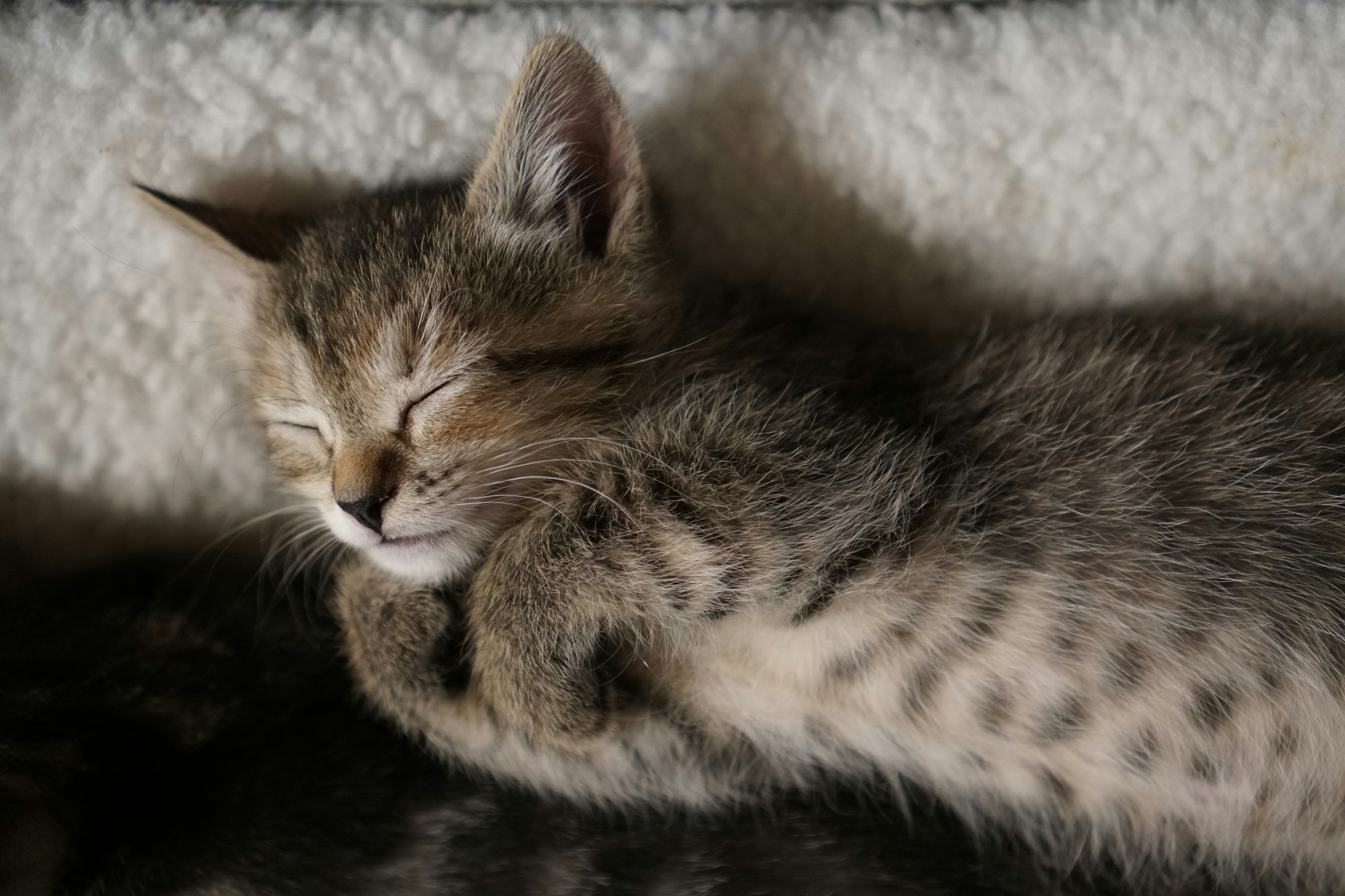 A tabby kitten sleeping curled up on a soft white textured blanket