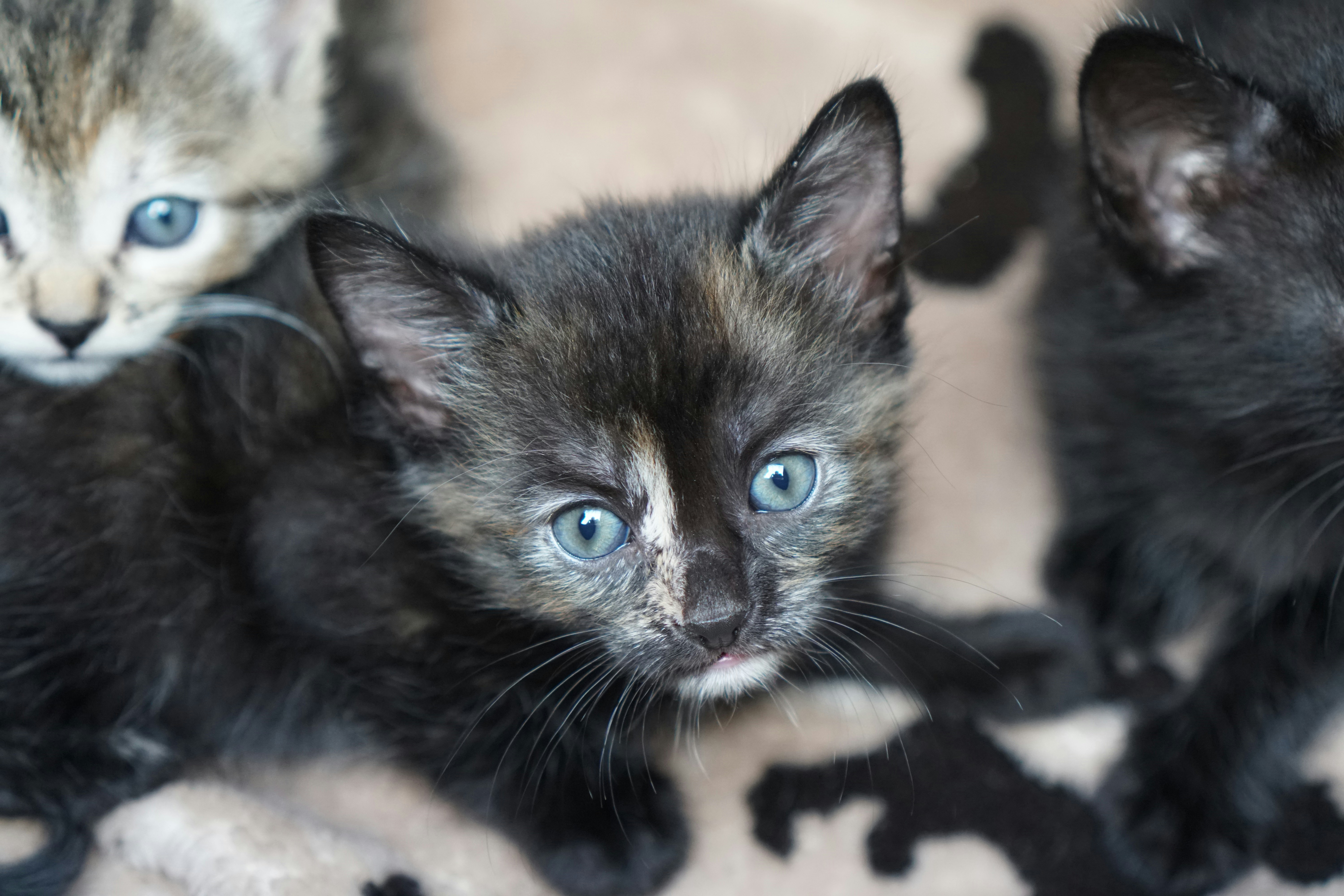 Tortoiseshell kitten with blue eyes - Free Photo on Unsplash