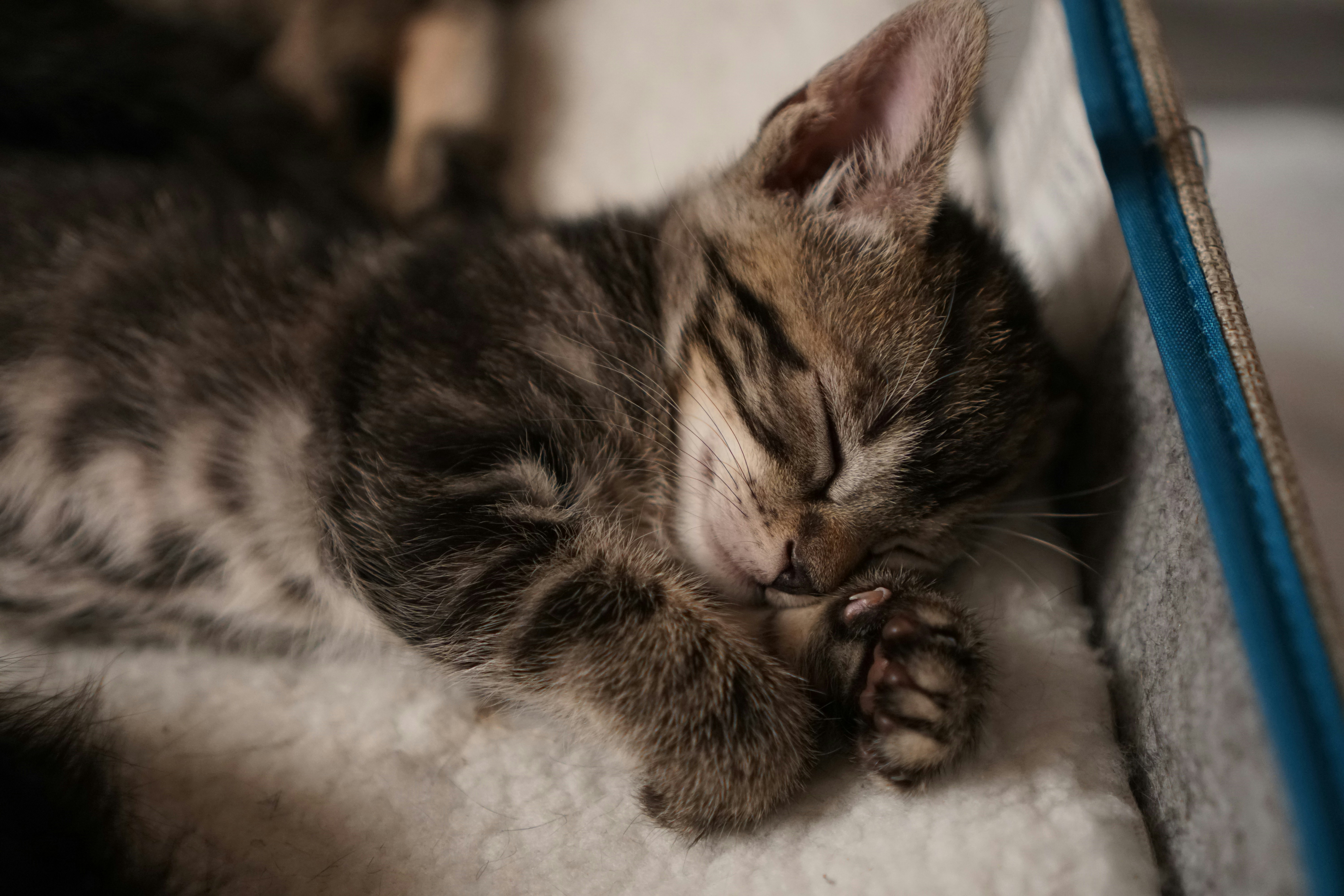A tabby kitten sleeping on a soft white blanket inside a carrier