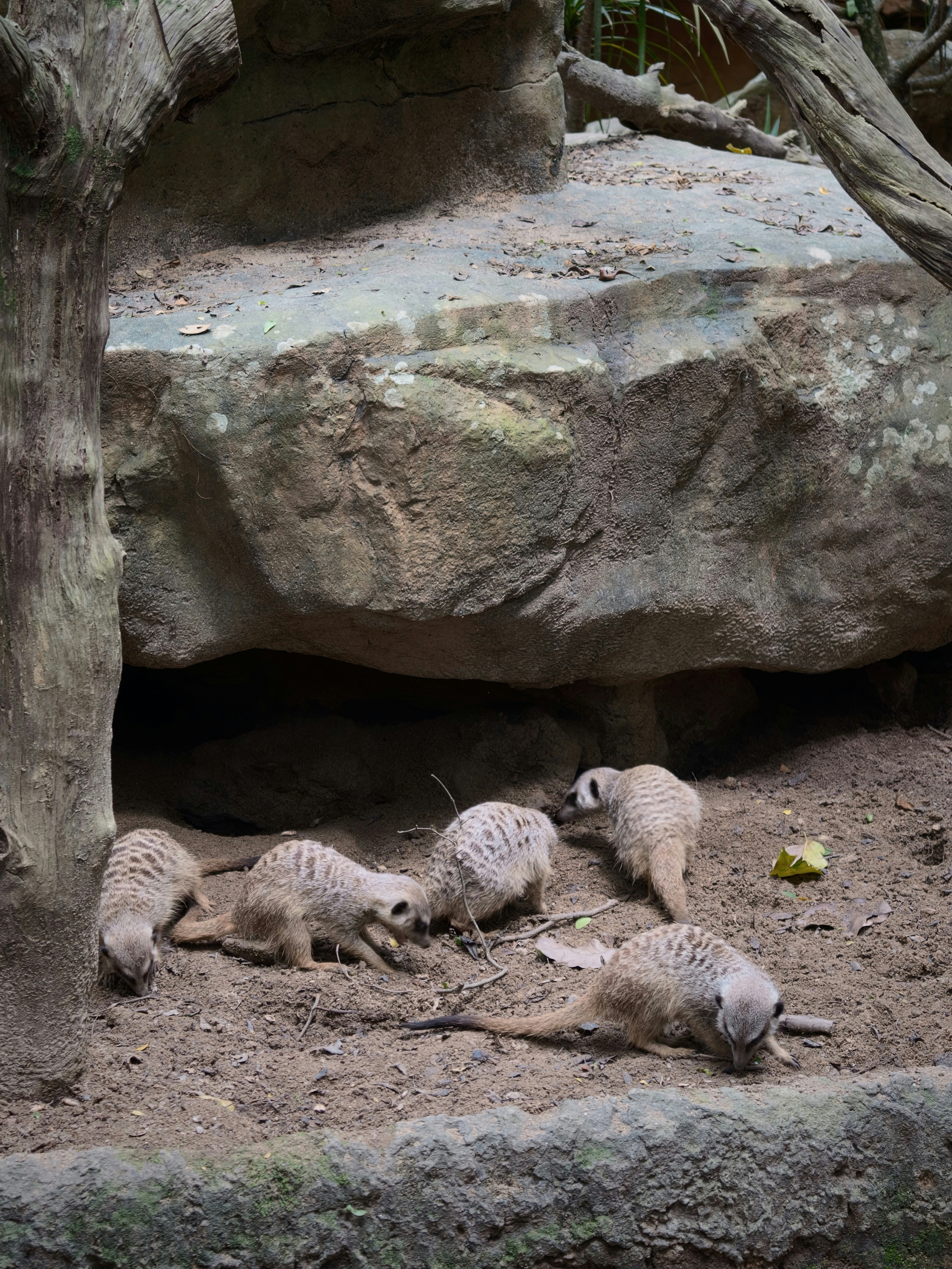 Un groupe de suricates cherchant sa nourriture sur un sol sablonneux près d’un gros rocher