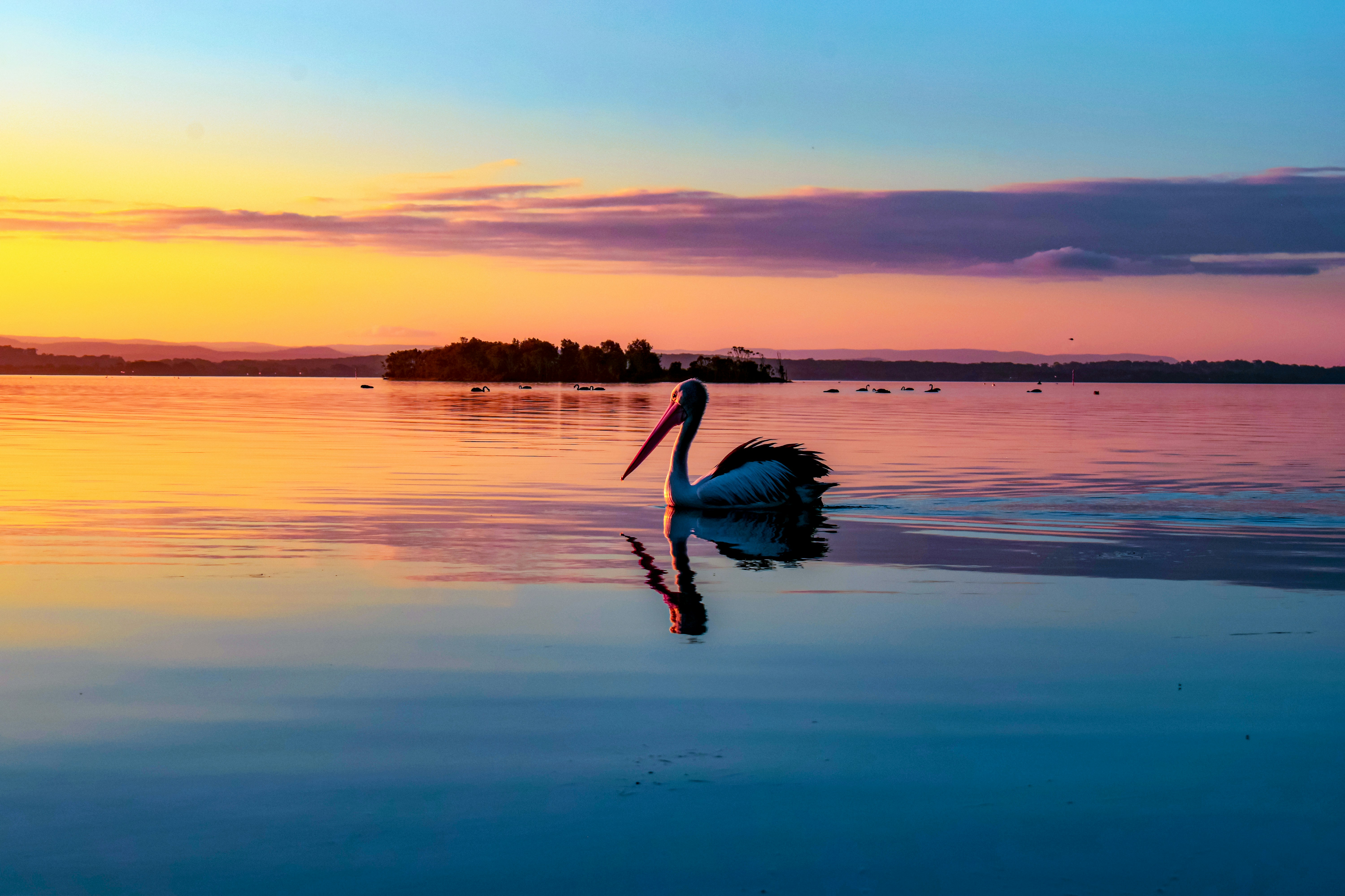 Pelican swimming on calm water - Free Photo on Unsplash