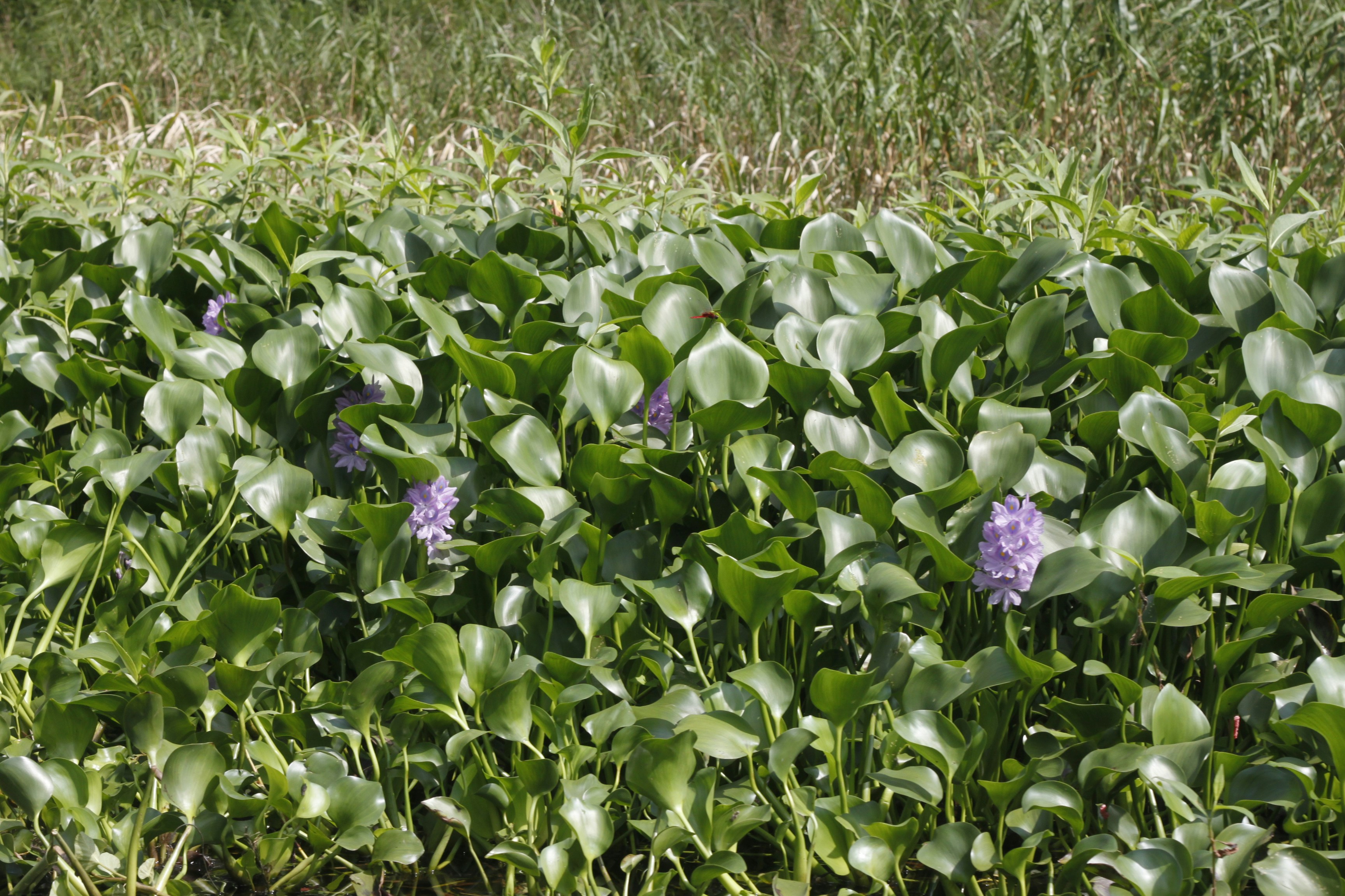 Water hyacinth plants with glossy green leaves and purple flowers in a pond