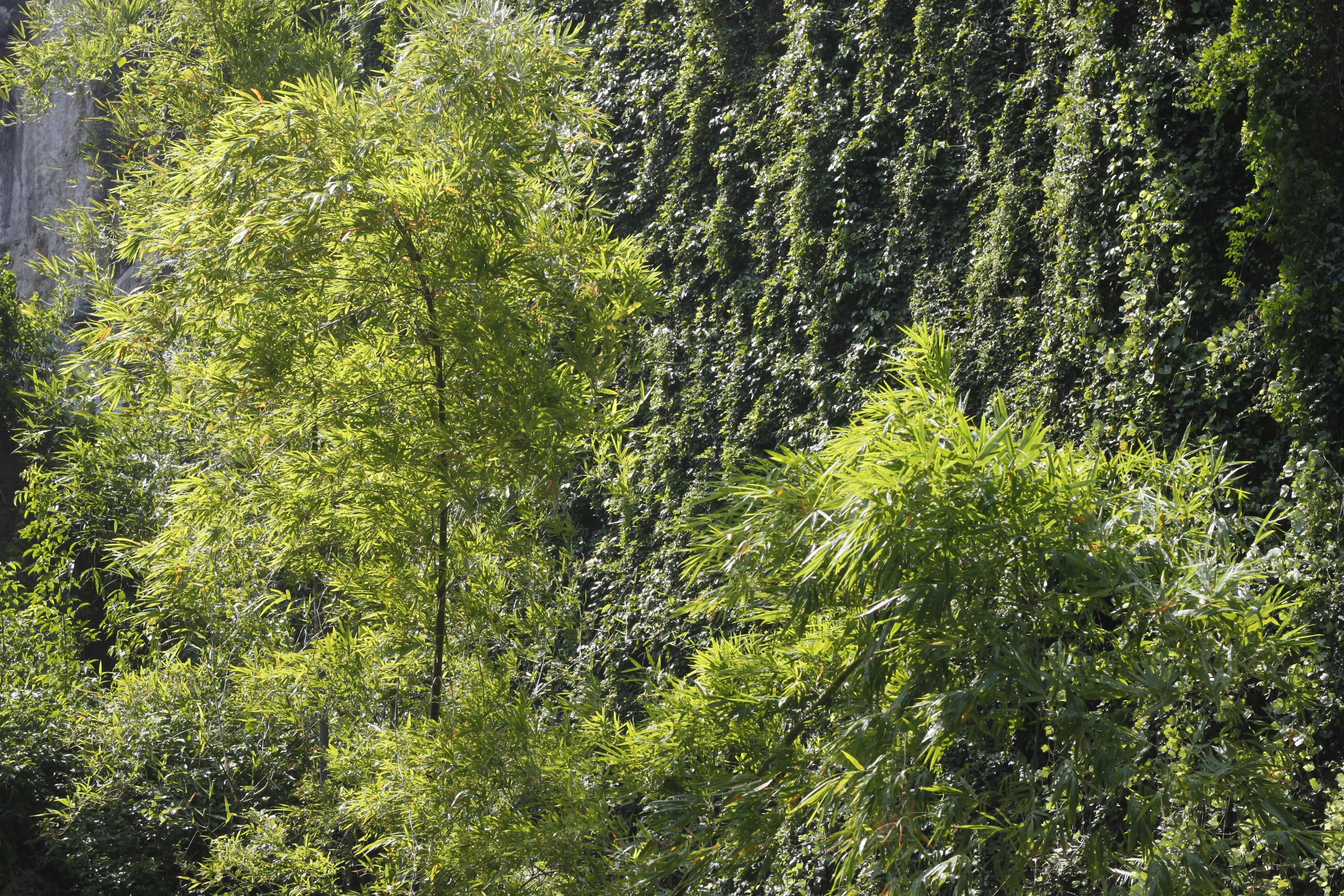 Sunlit bamboo stalks growing in front of a wall covered in dense green ivy