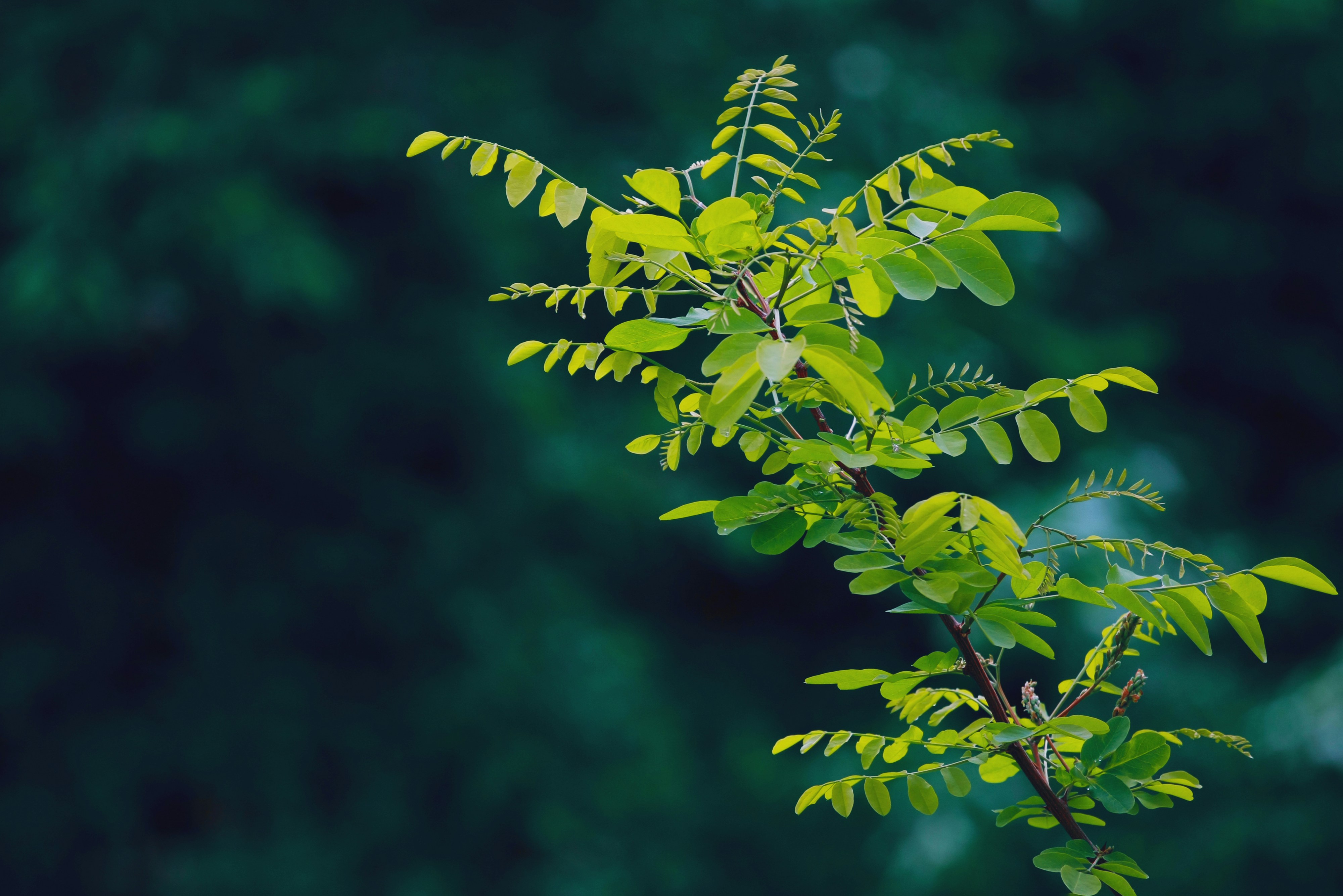 Beauty In Nature