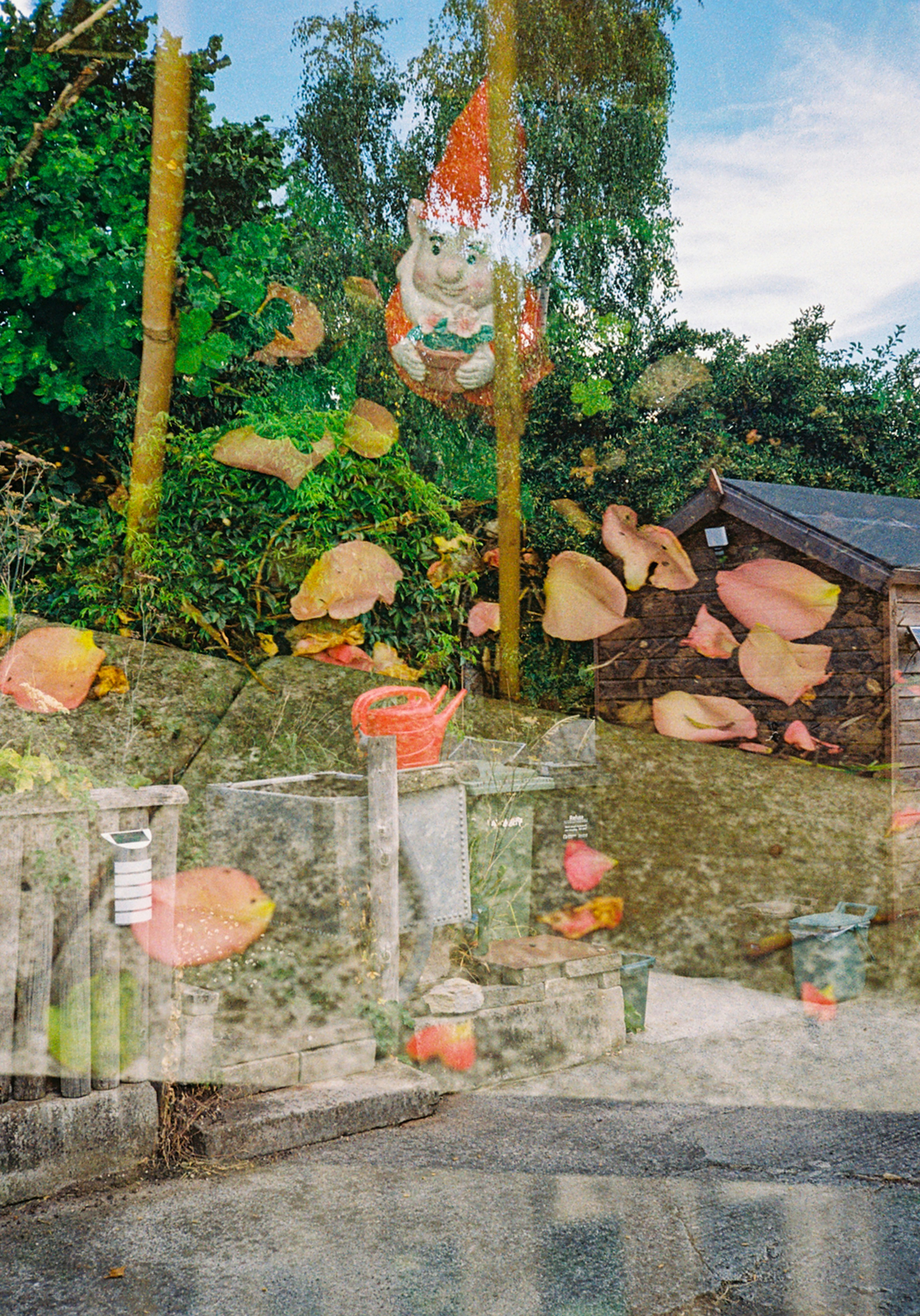 Uma dupla exposição de um gnomo de jardim e pétalas rosas espalhadas por um quintal