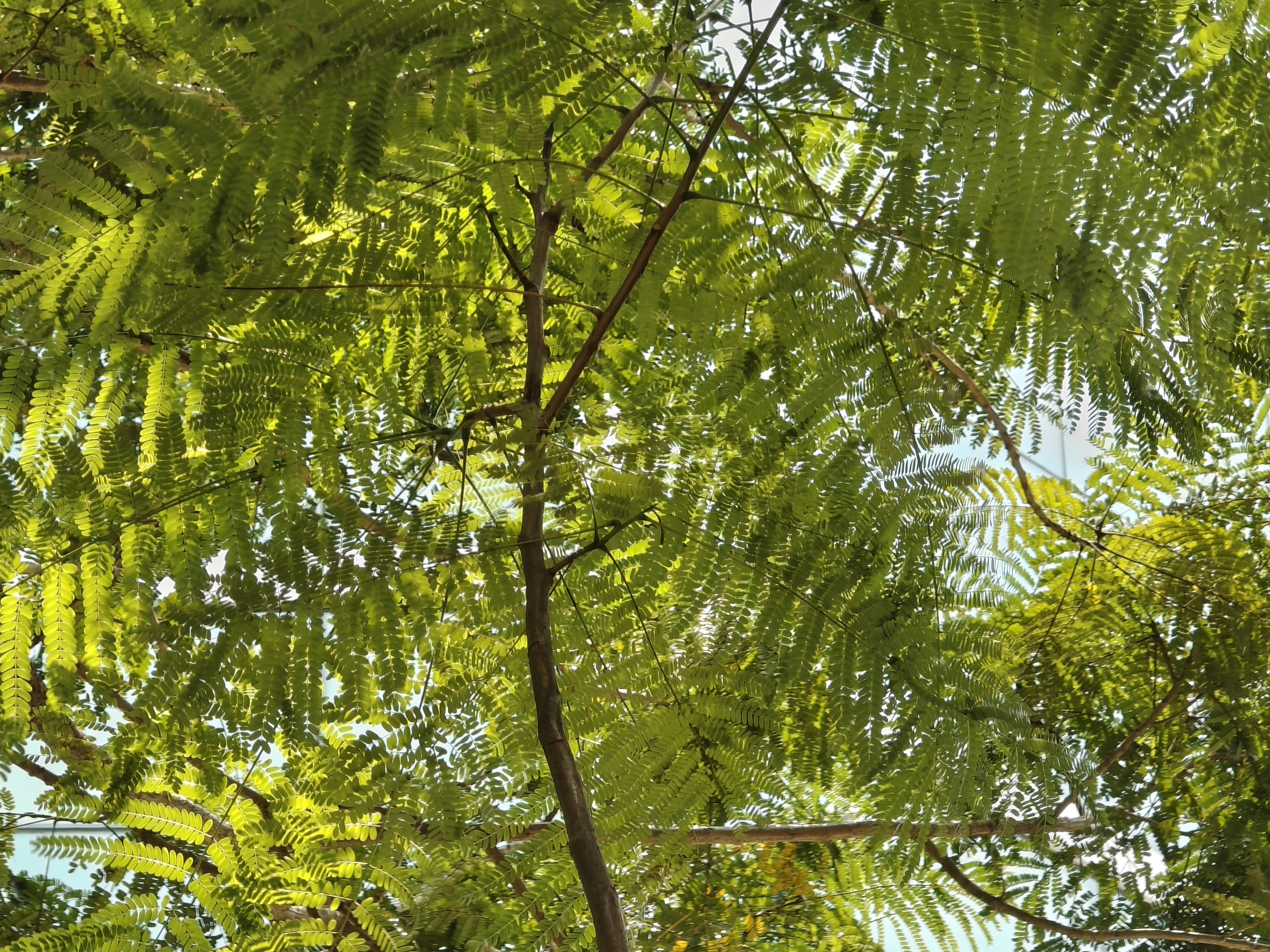 Sunlight filtering through the delicate green pinnate leaves of a tree
