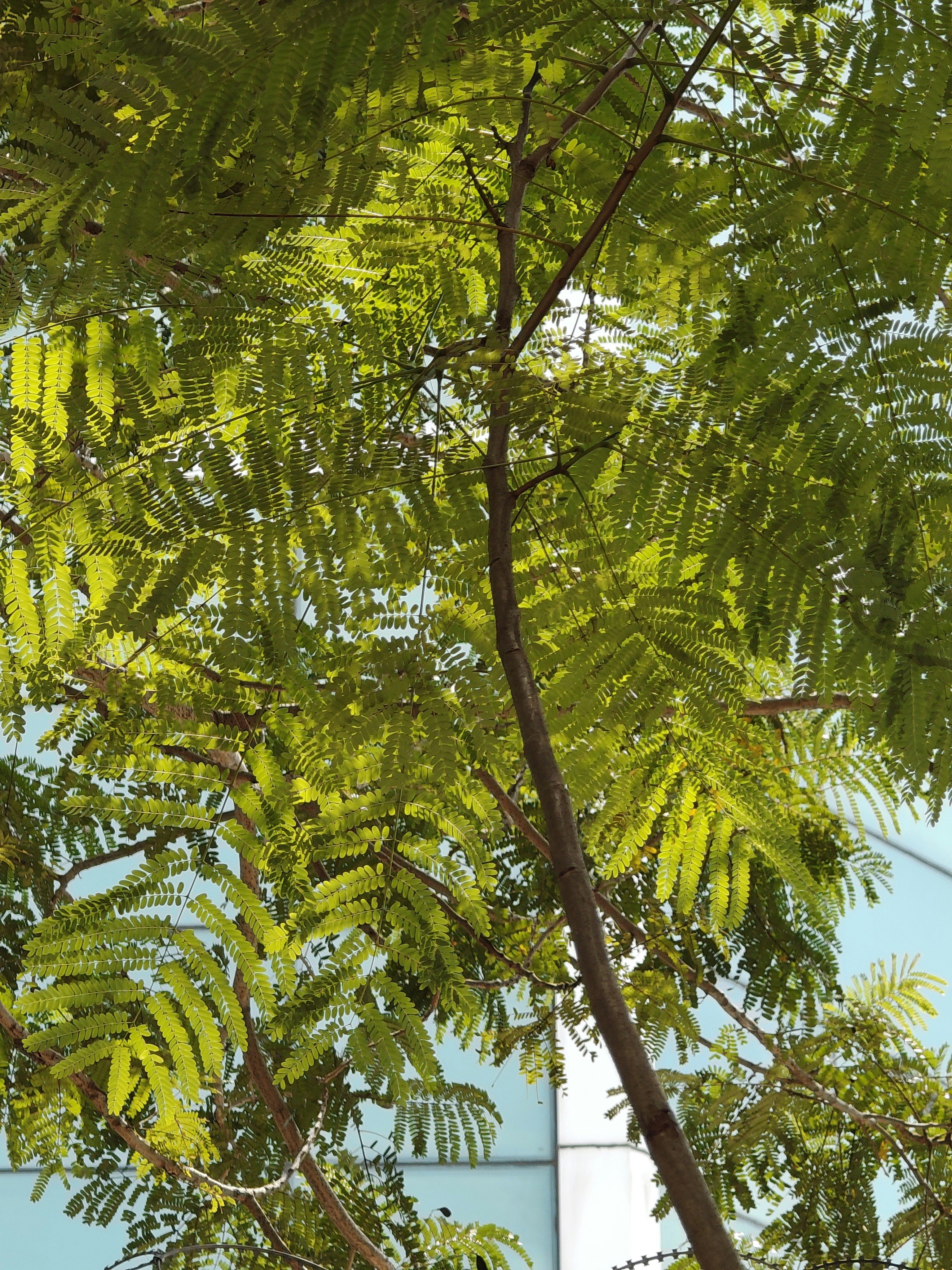 Green feathery leaves of a tree backlit by bright sunlight against a building