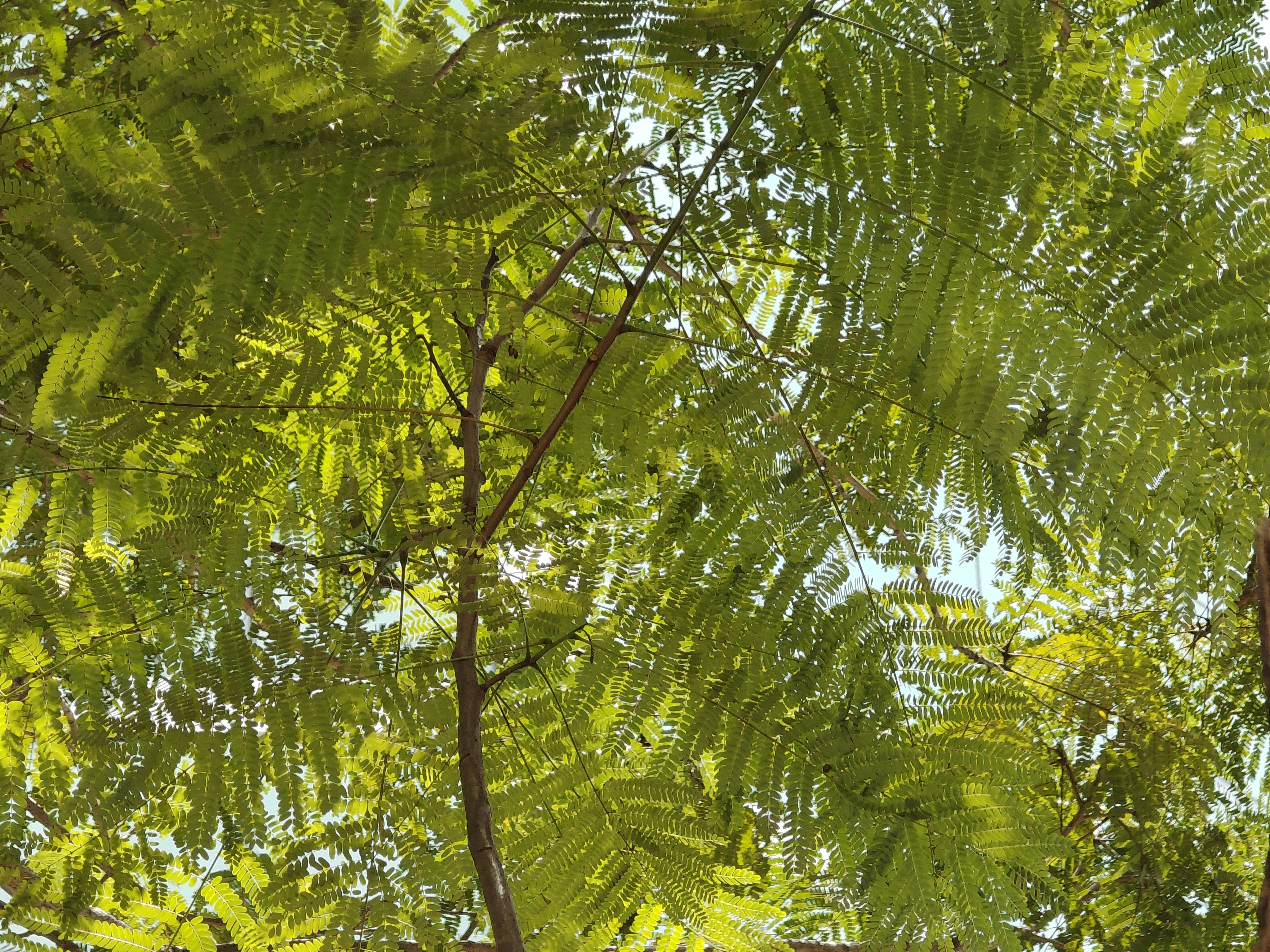 Sunlight filtering through the delicate green pinnate leaves of a tree