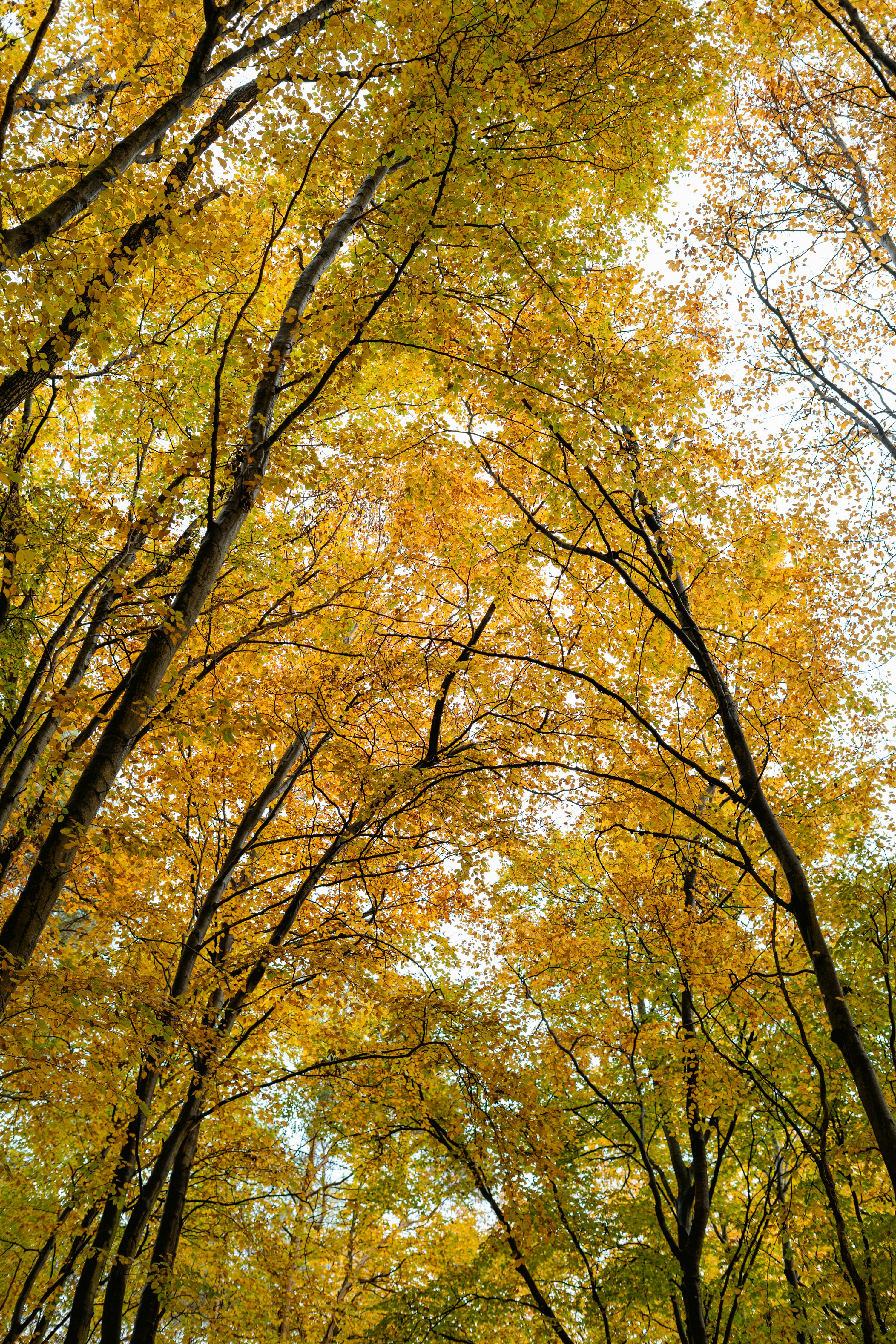 Tall trees with vibrant yellow autumn leaves reaching toward a bright sky