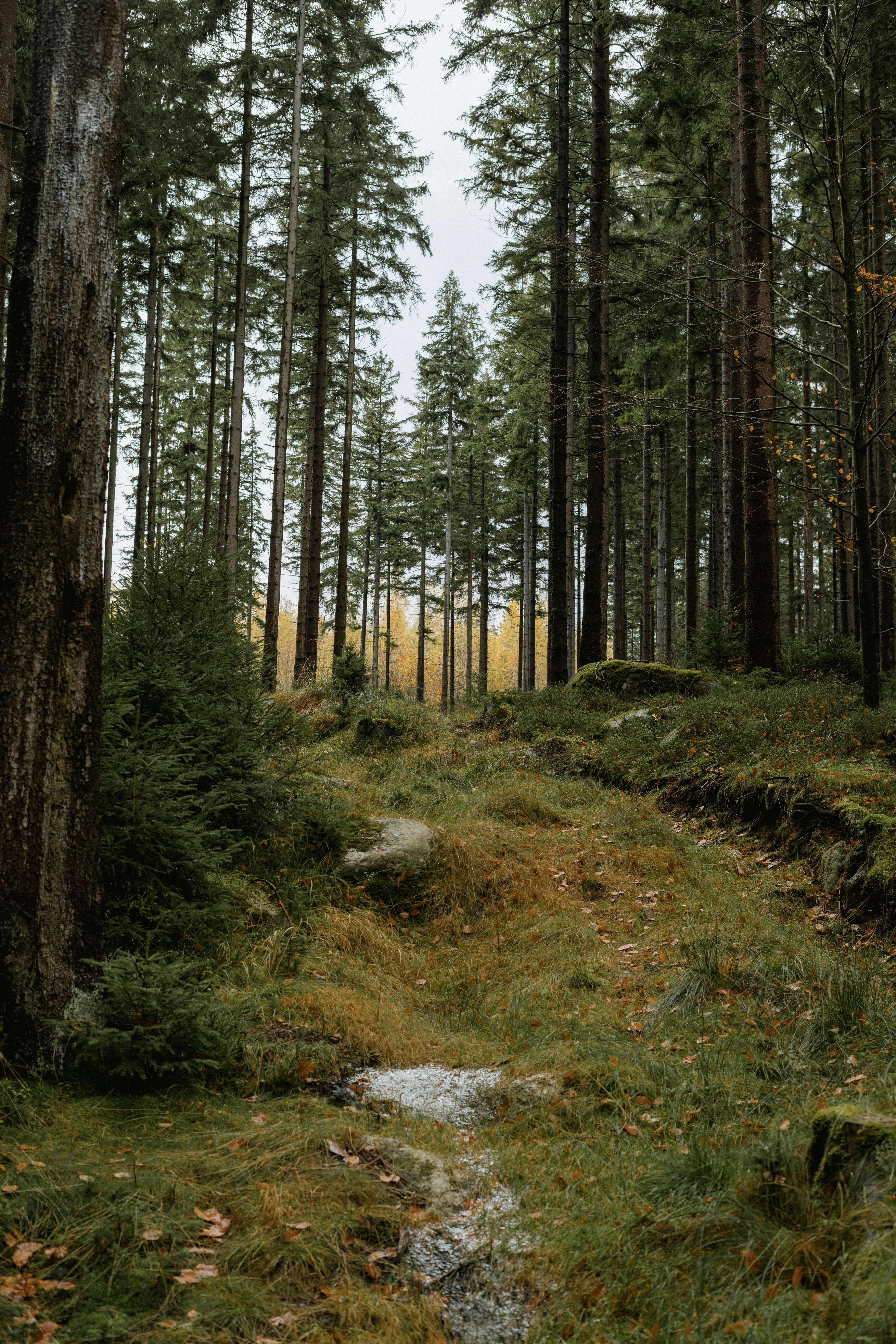 Tall pine trees in a dense forest with mossy ground and fallen leaves