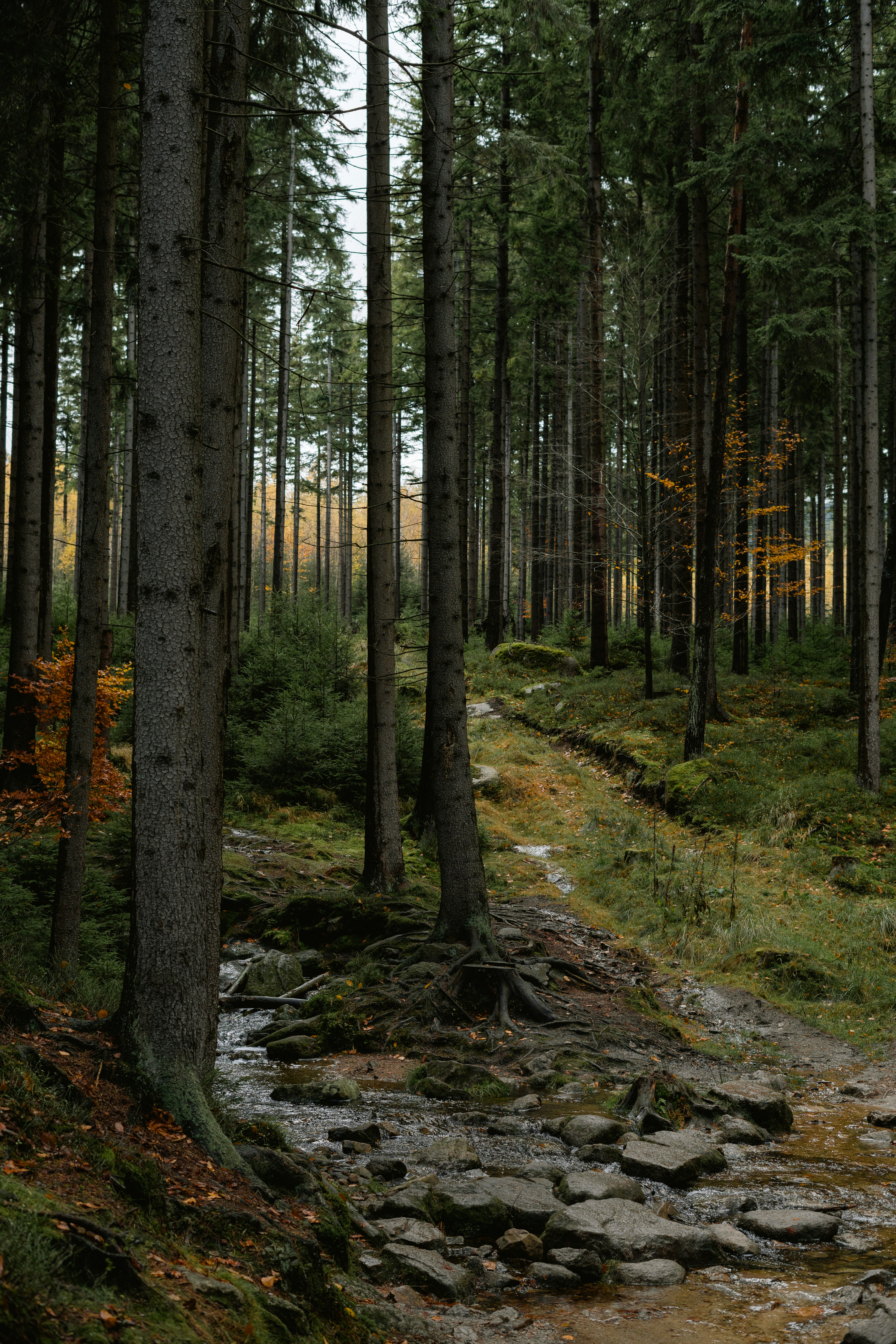 A small stream flowing over rocks through a dense forest of tall pine trees
