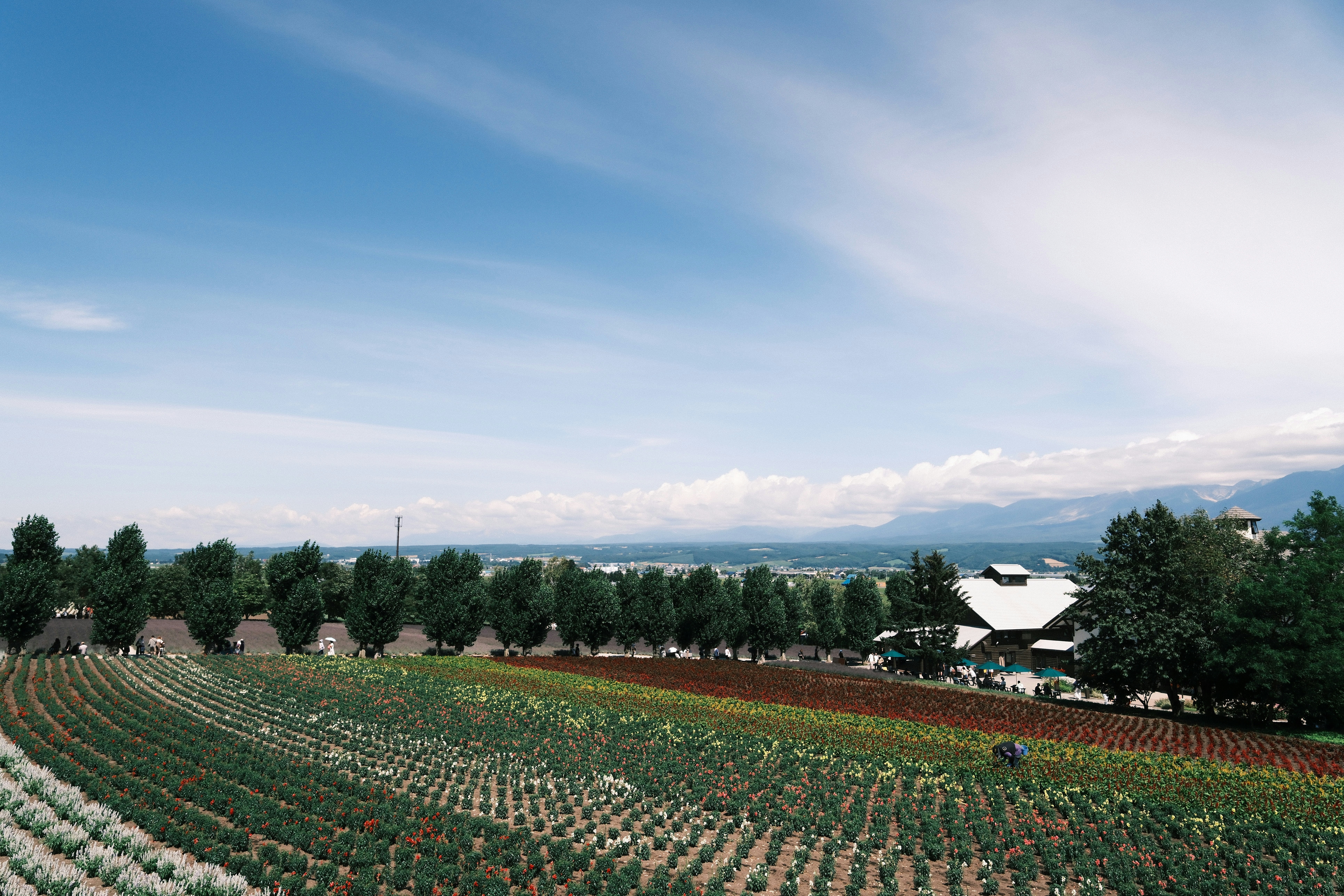 Rows of colorful flowers in a field with trees and mountains under blue sky