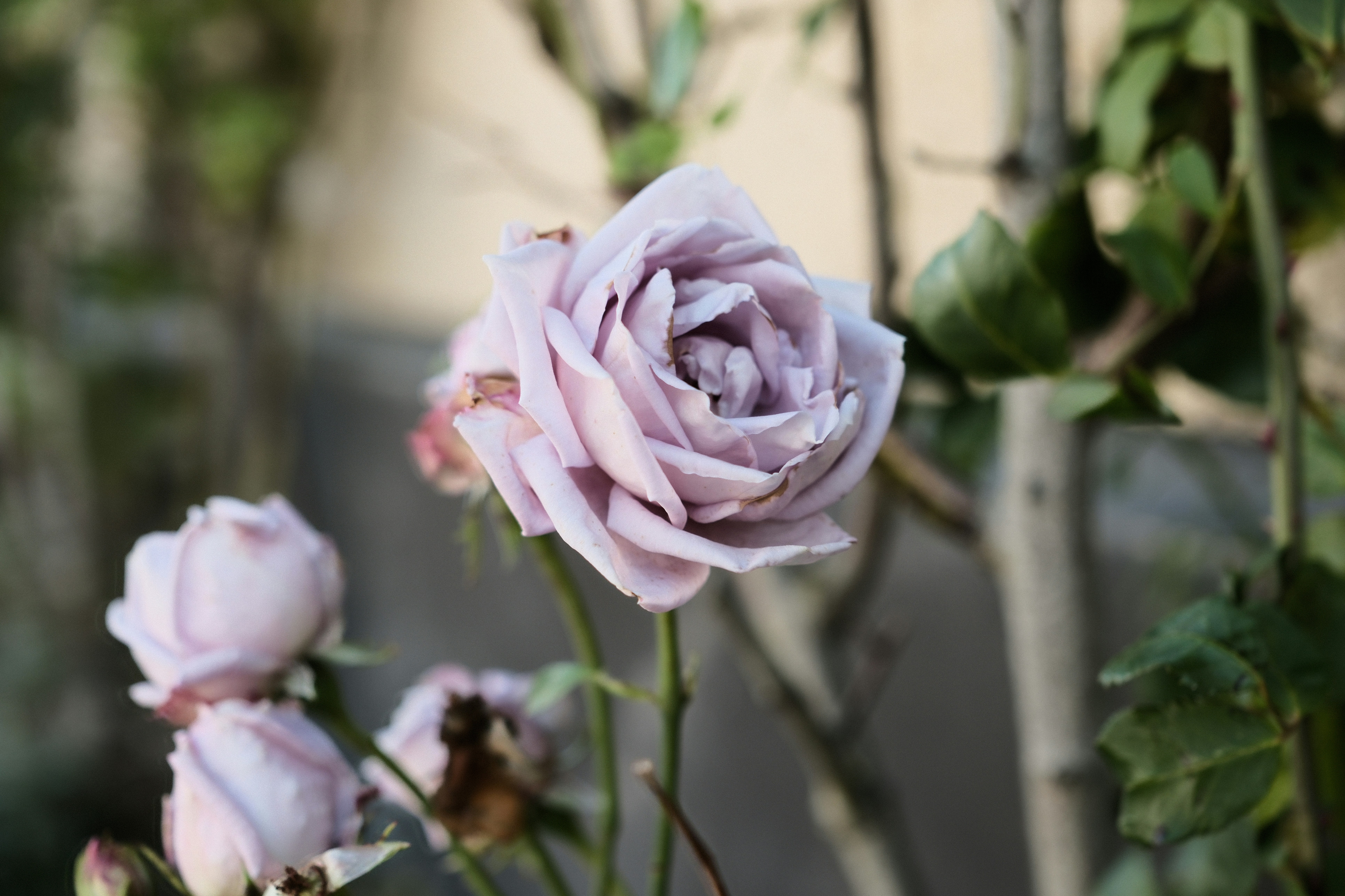 A pale lavender rose in bloom among green leaves and thin branches