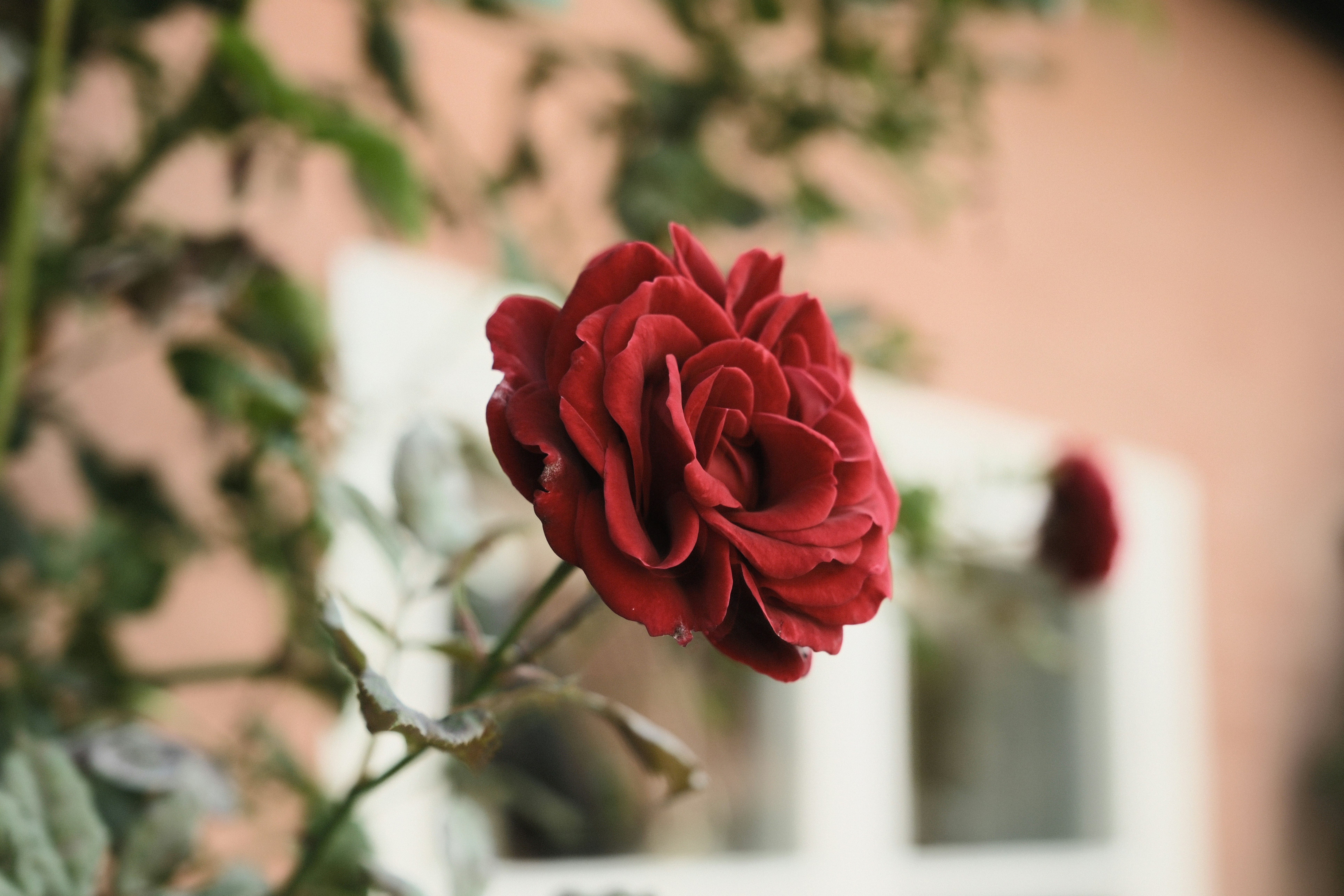 A deep red rose in bloom against a blurred garden background