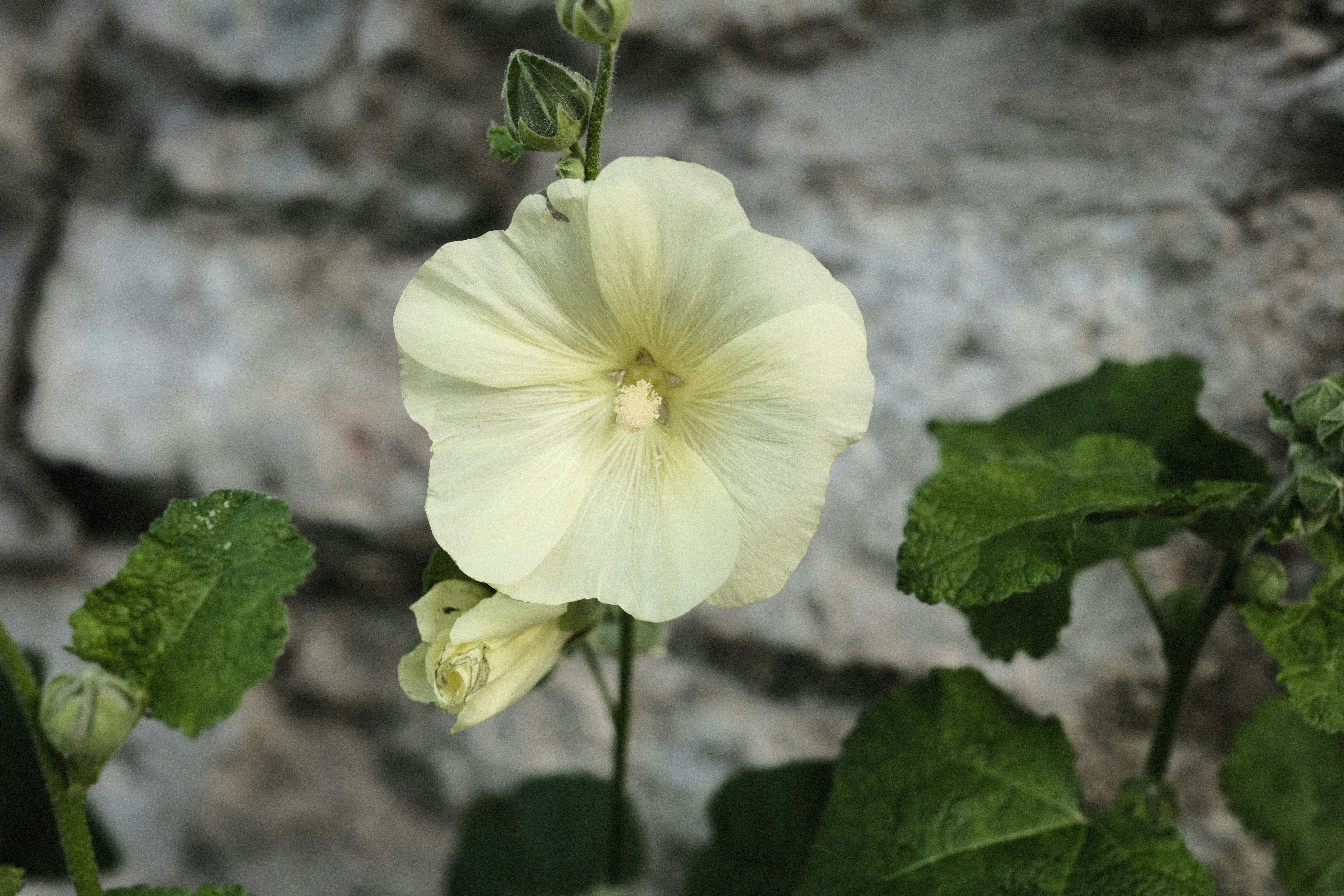 A pale yellow hollyhock flower blooming against a blurred grey stone wall