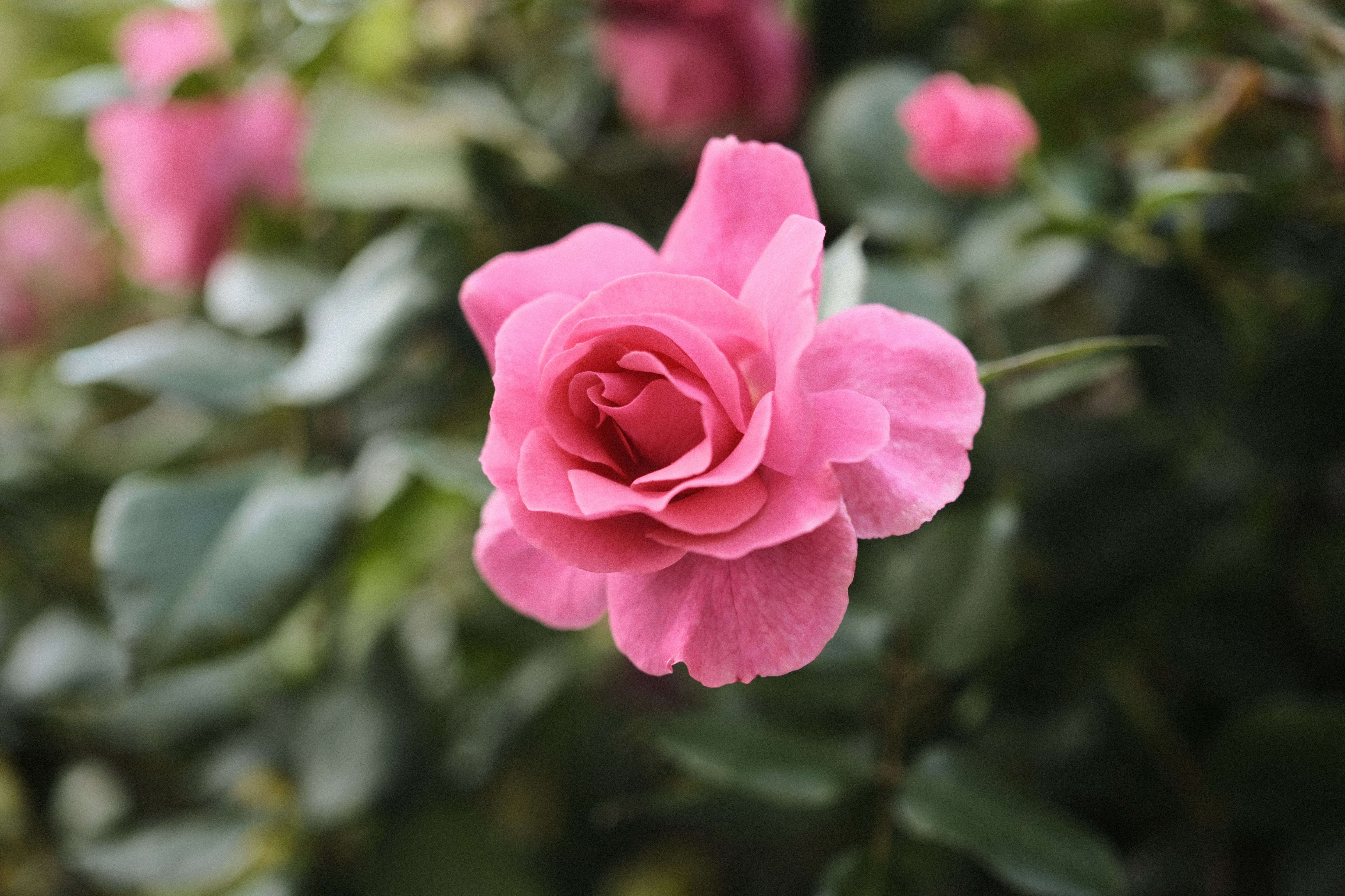 A single pink rose in bloom surrounded by blurred green leaves