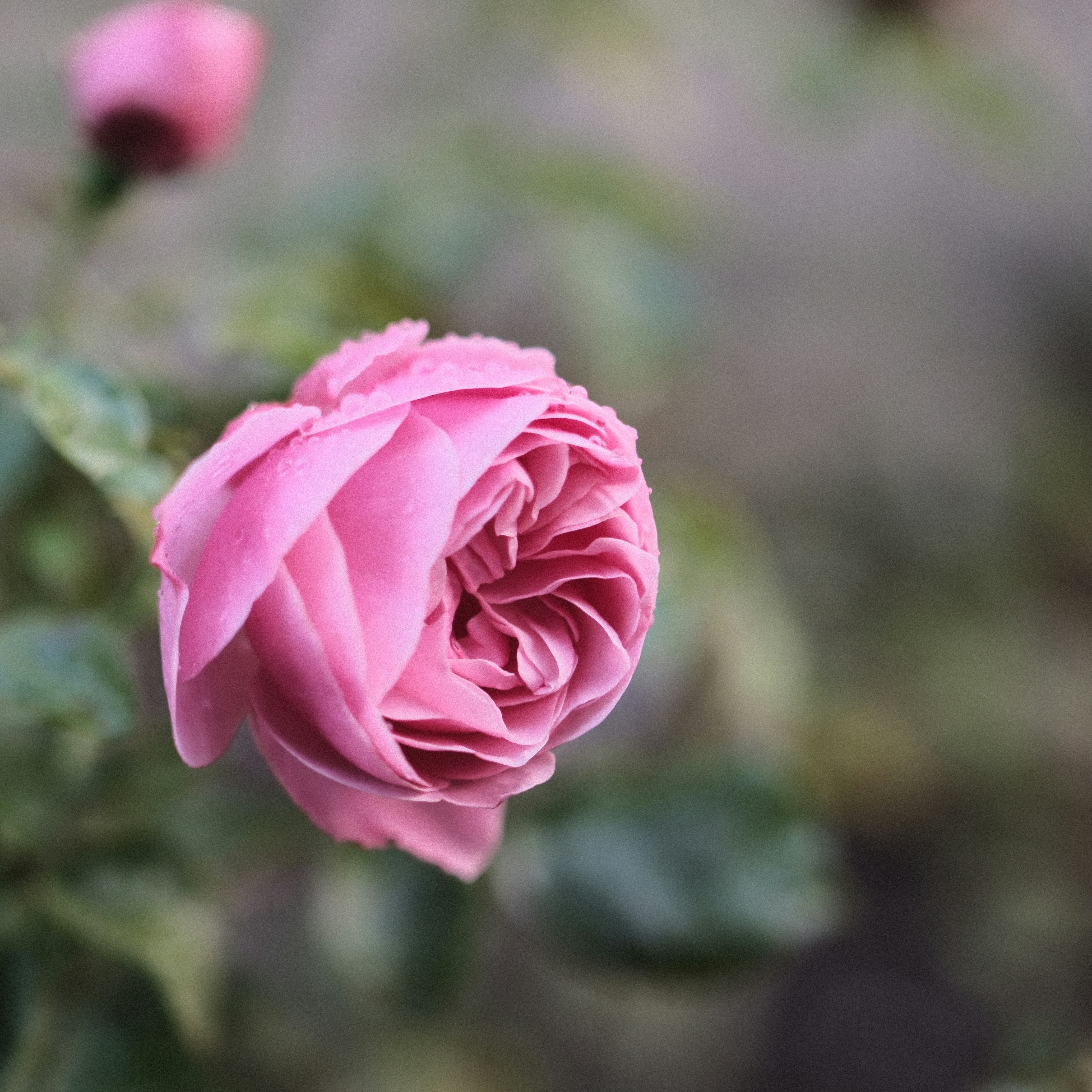 A pink rose with water droplets on its petals in a garden