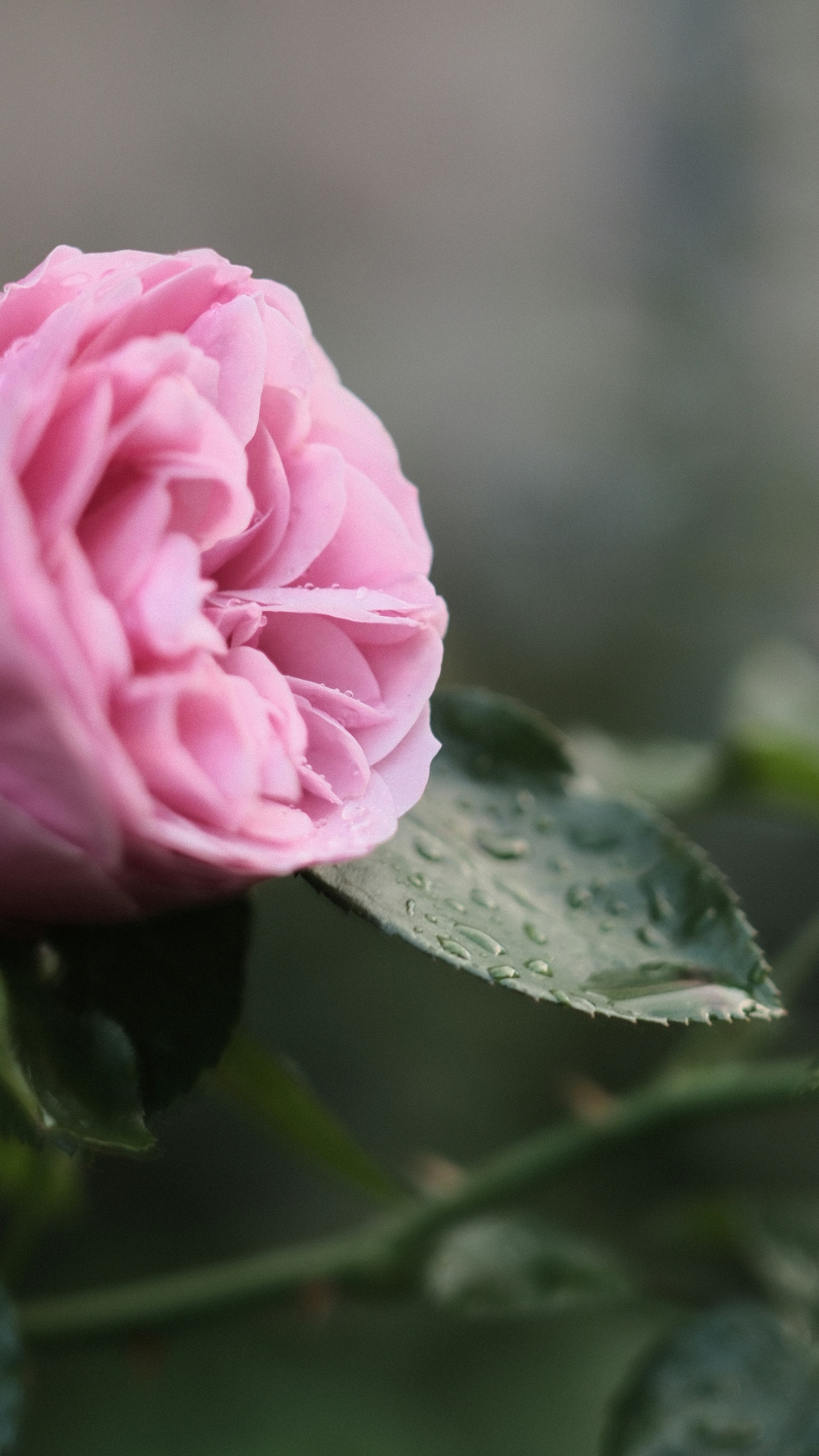 A pink rose bloom with water droplets on its petals and green leaves