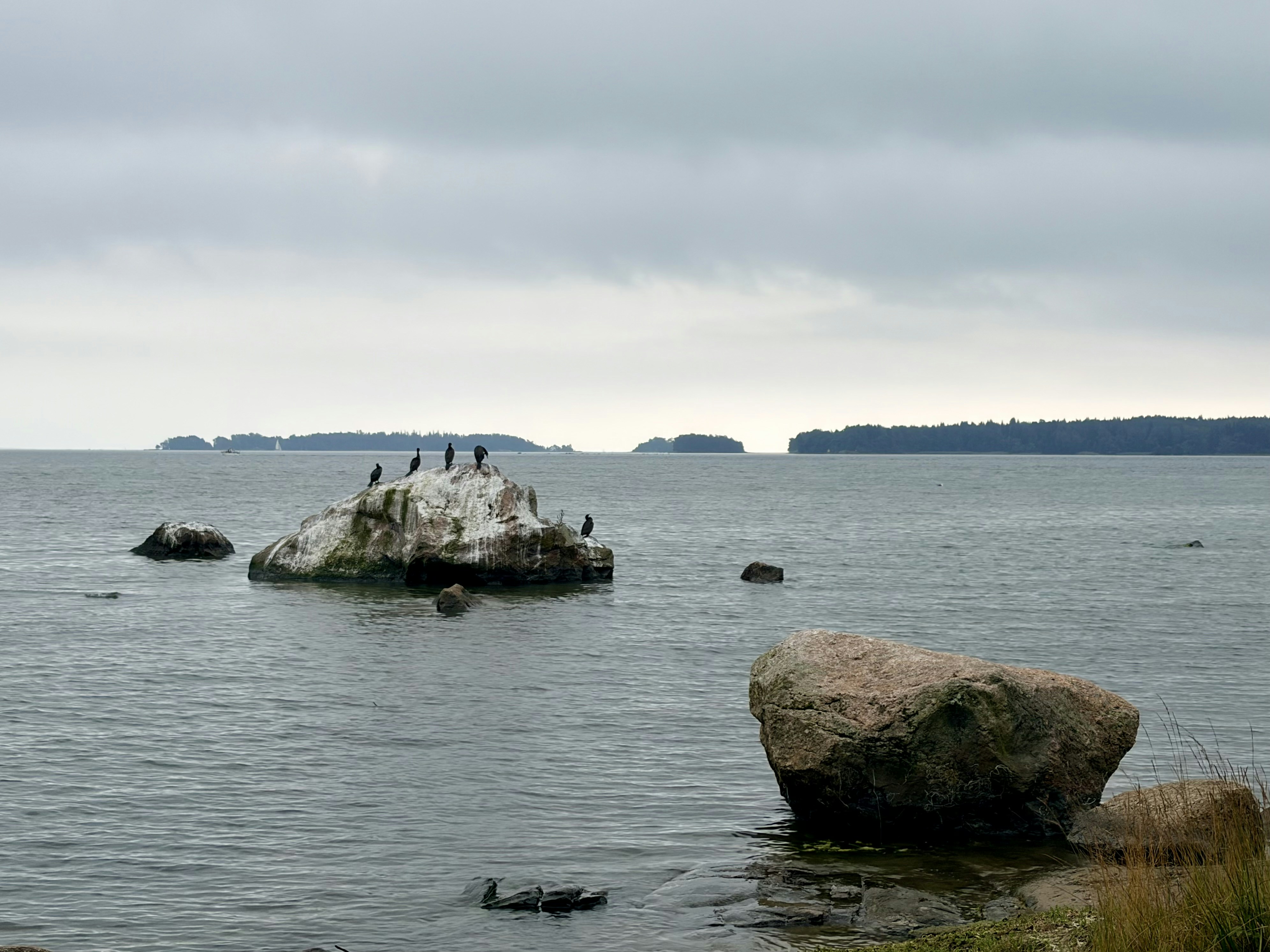 Cormorants perched on a large rock in the middle of a calm bay