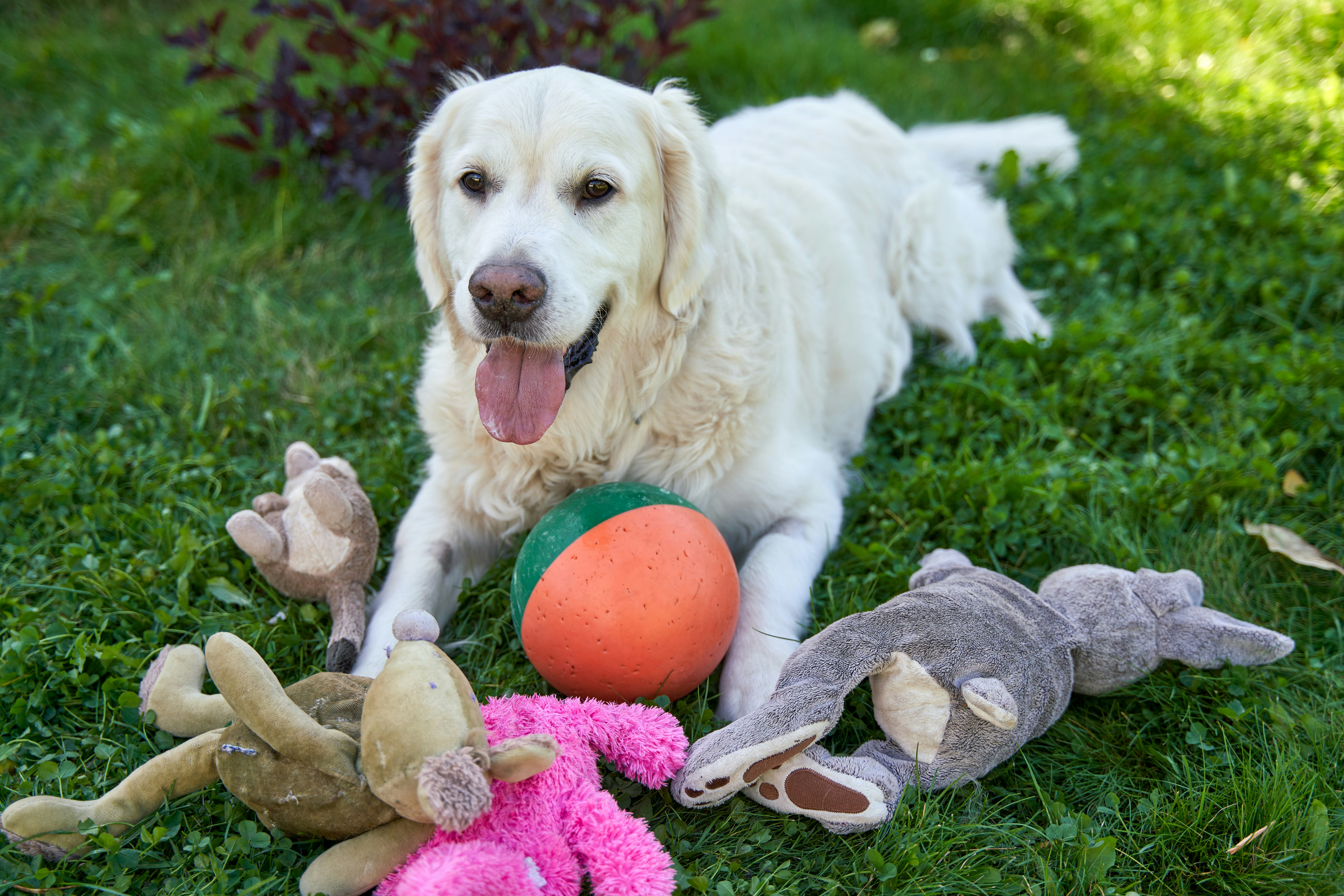 A golden retriever lying on the grass surrounded by toys, including an orange ball
